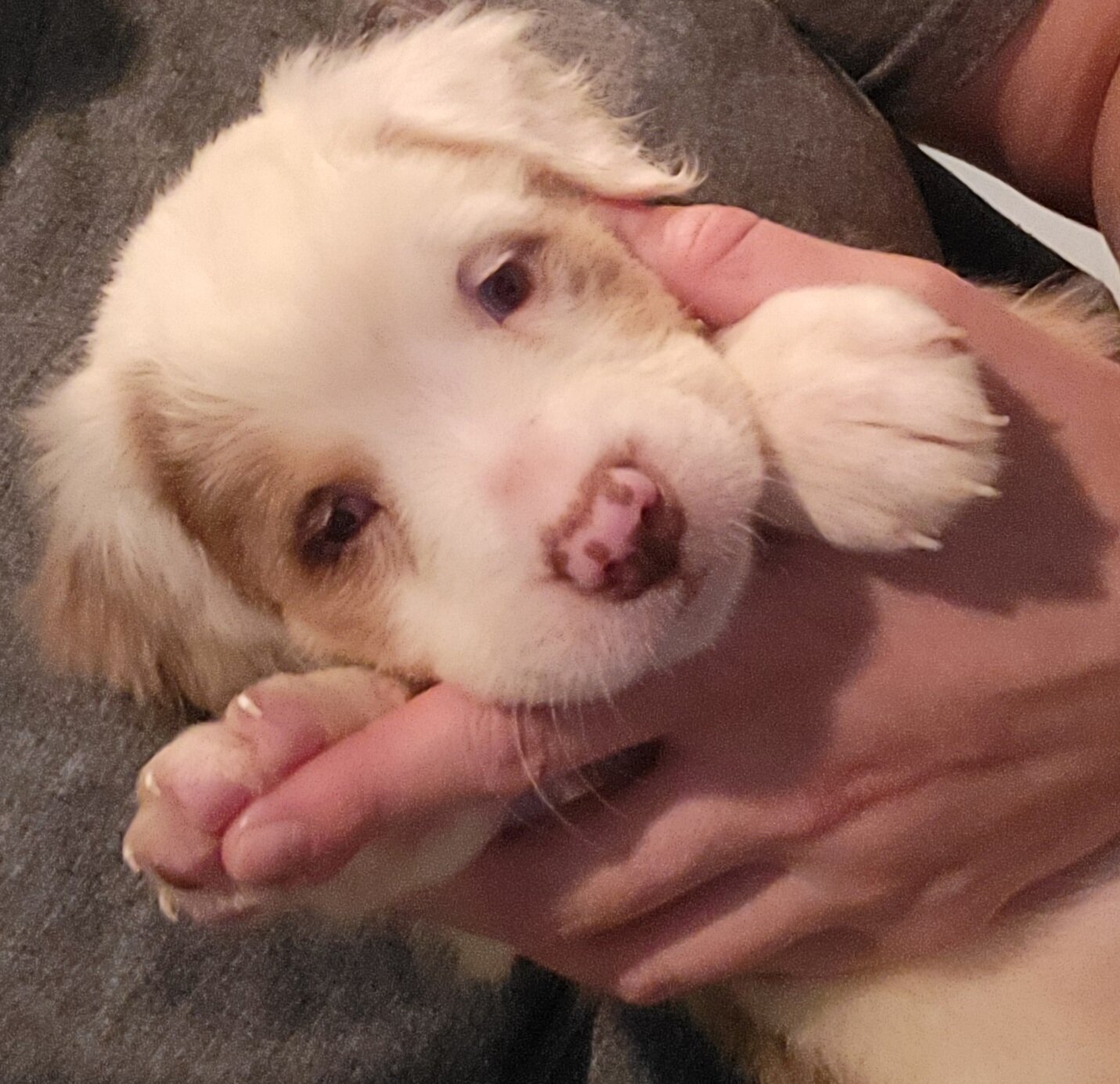 Merle Pitbull Puppies image 4