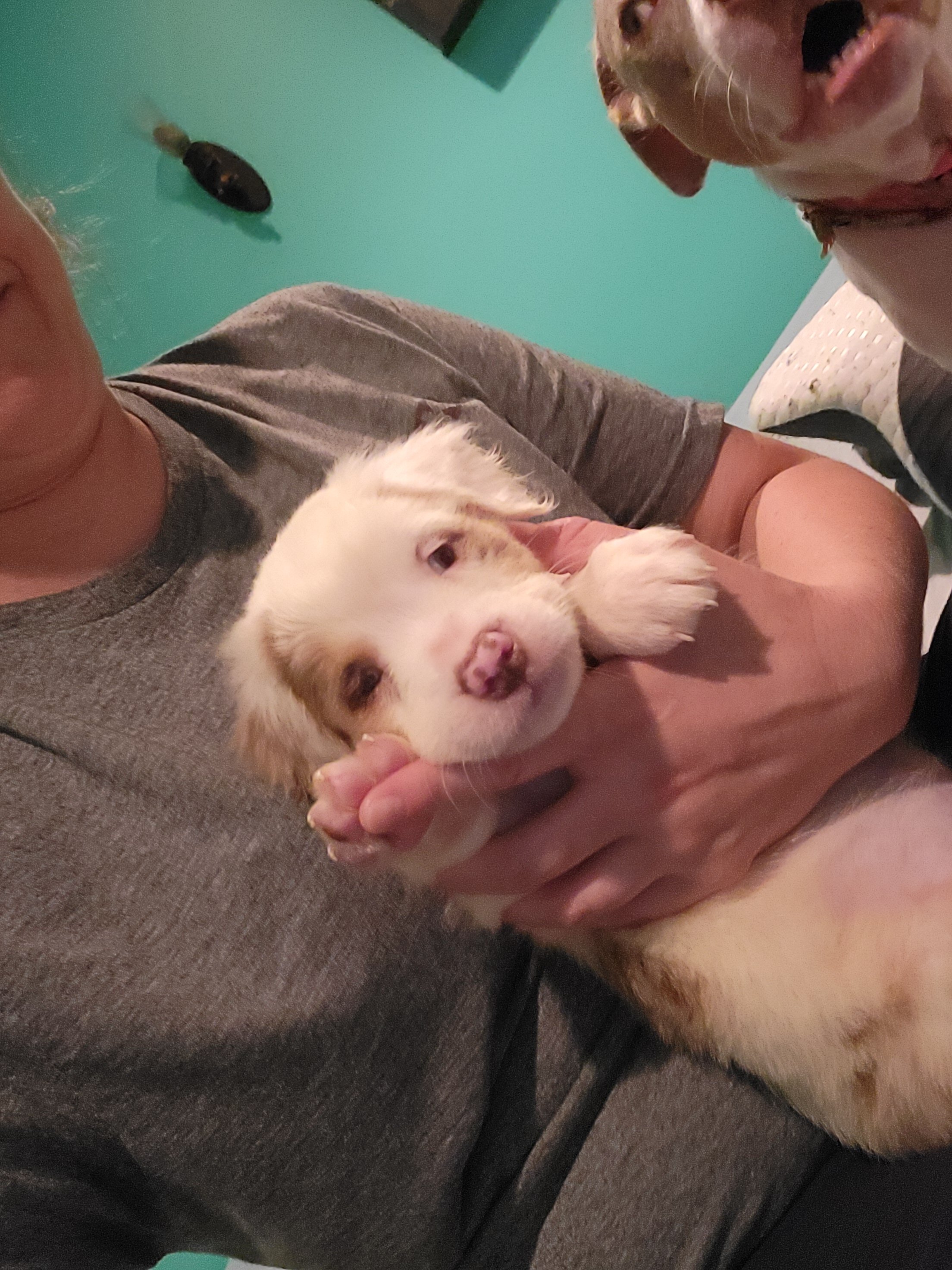 Merle Pitbull Puppies image 9