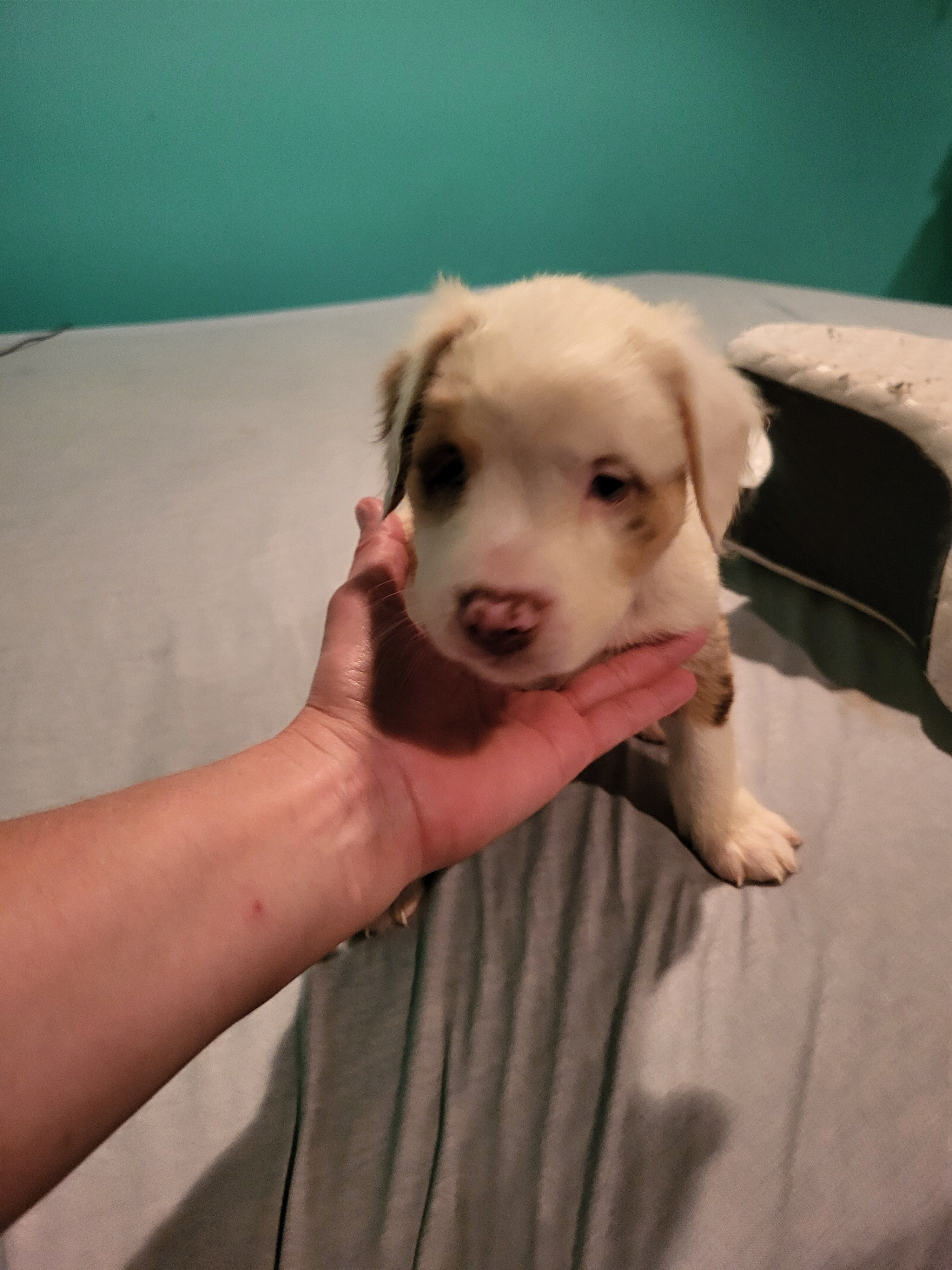 Merle Pitbull Puppies image 10
