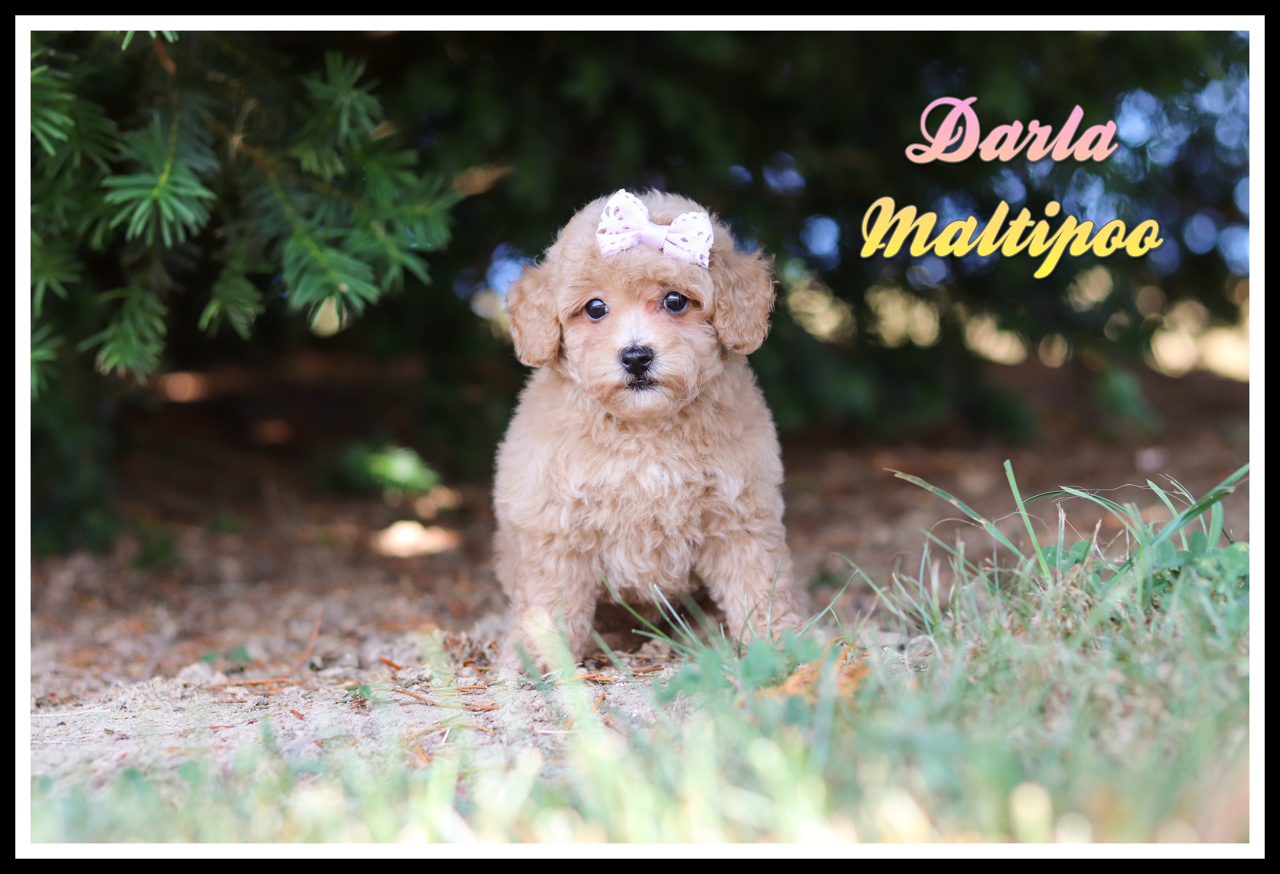 Darla Female Maltipoo image 1