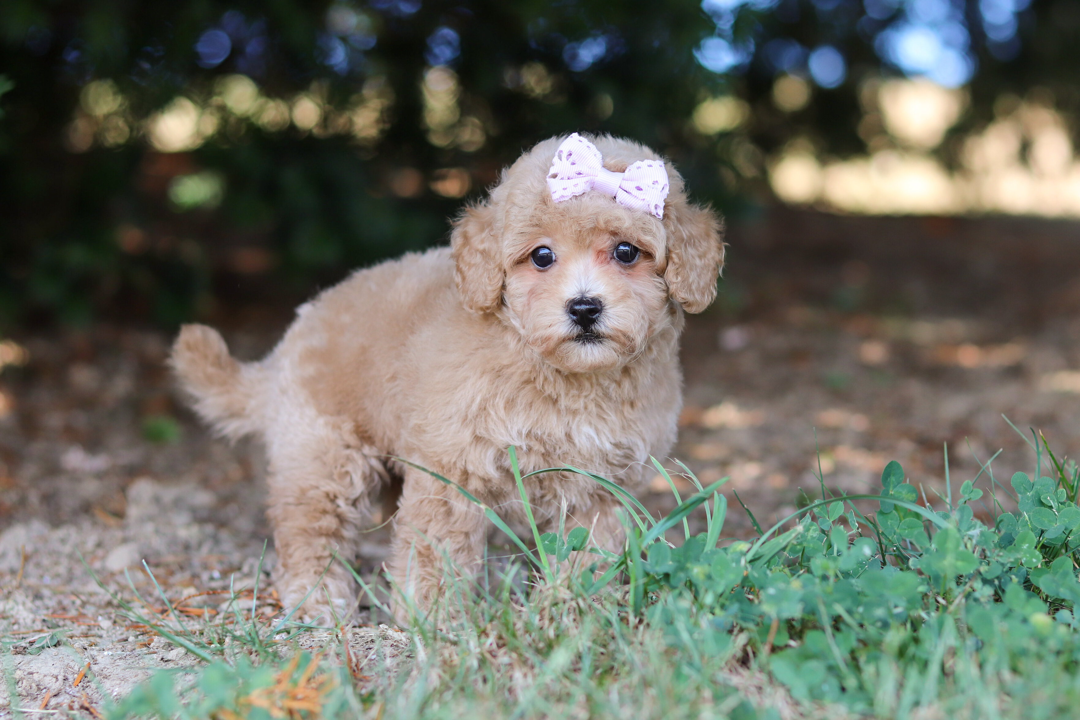 Darla Female Maltipoo image 5