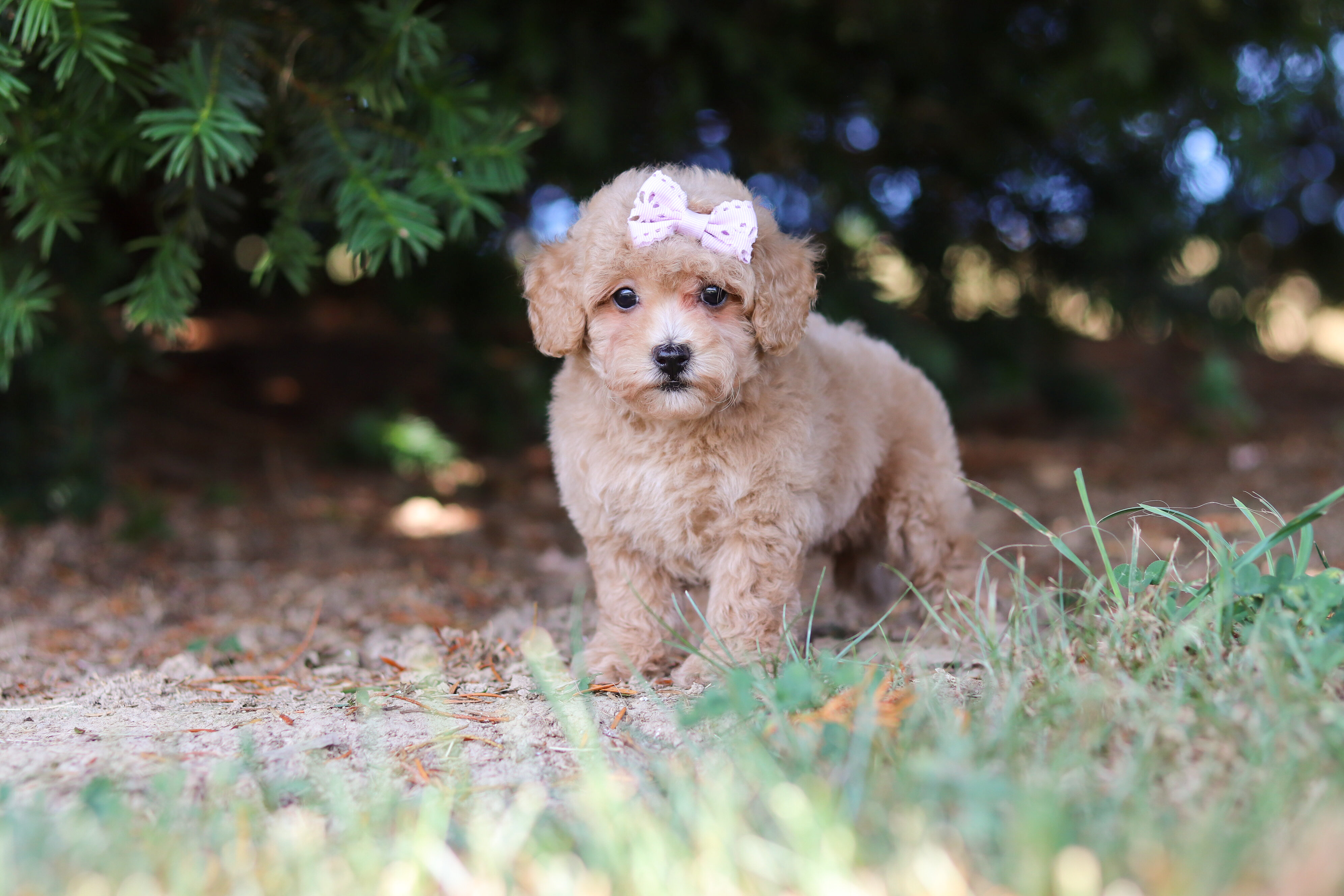 Darla Female Maltipoo image 4