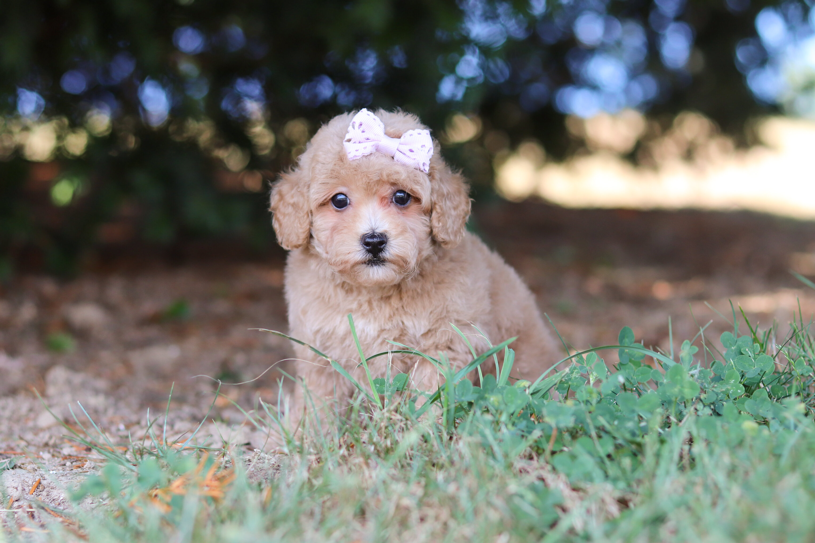 Darla Female Maltipoo image 3