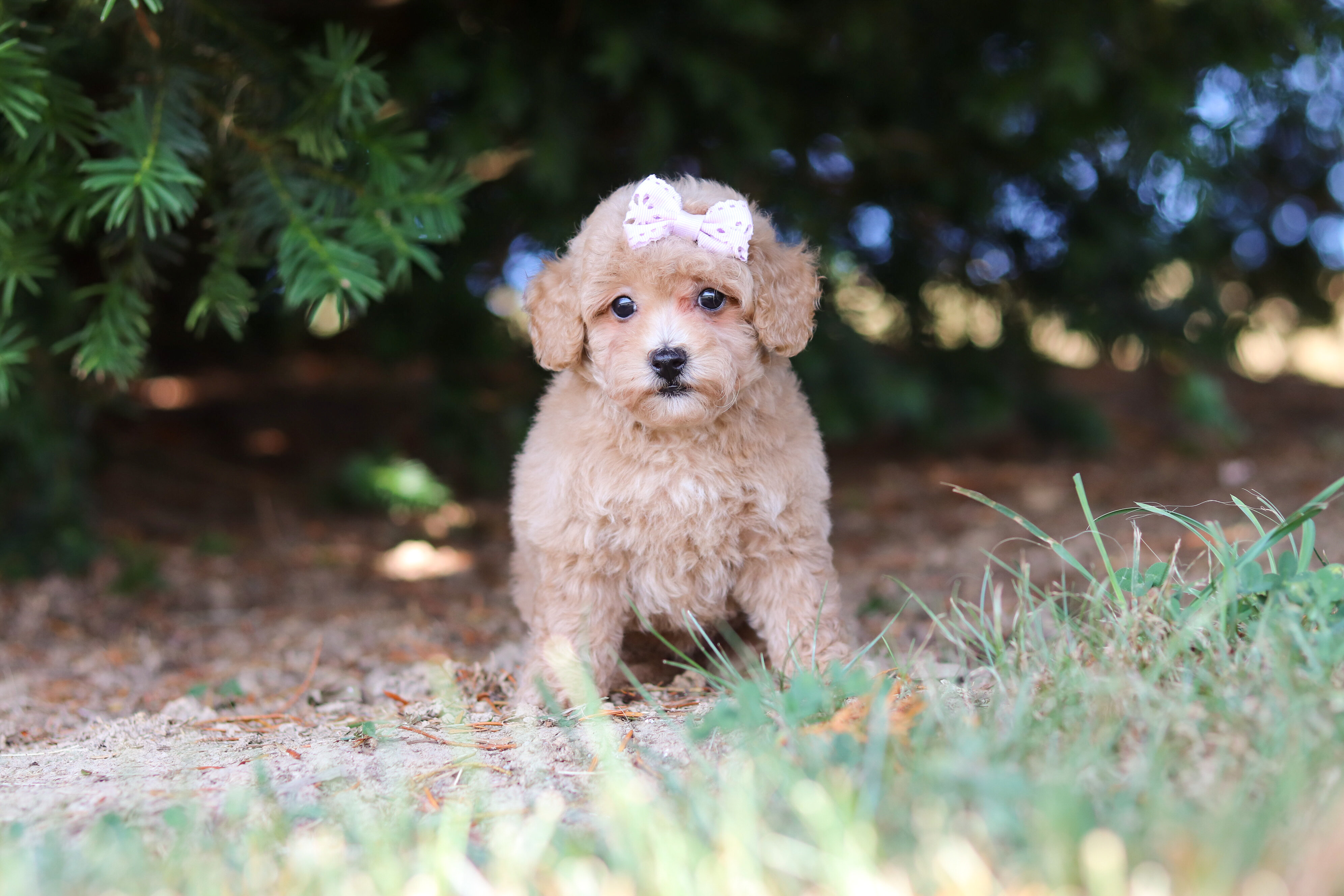 Darla Female Maltipoo image 2