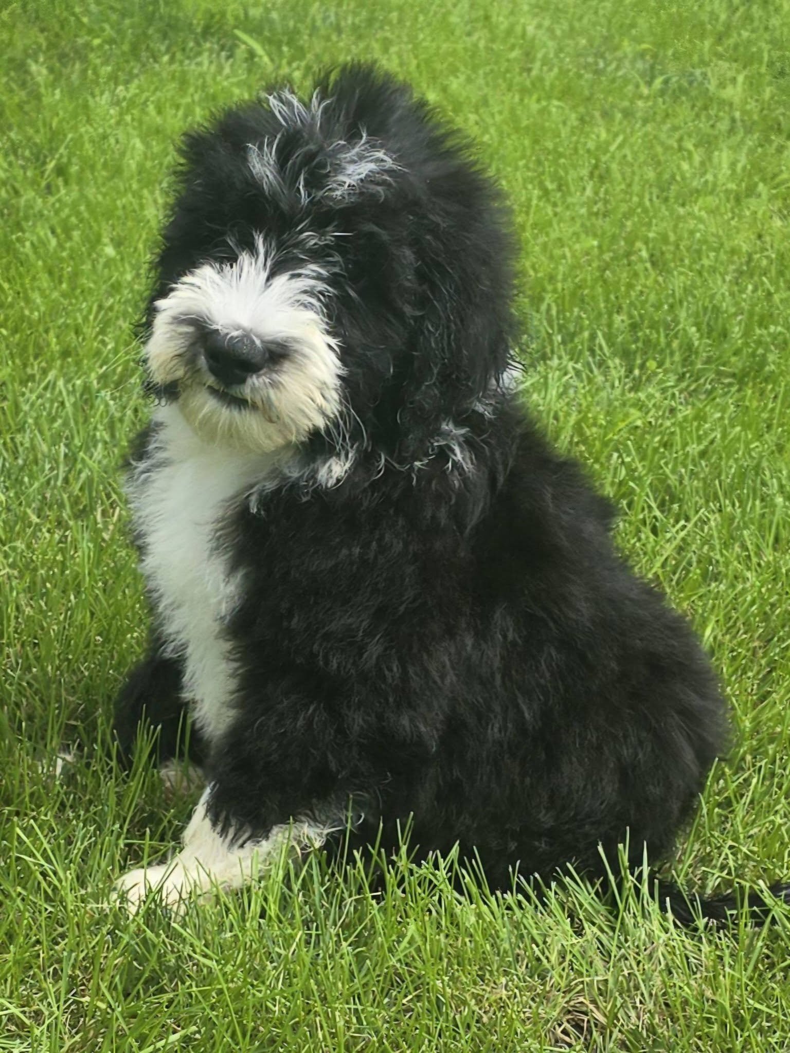 Sheepadoodle image 1