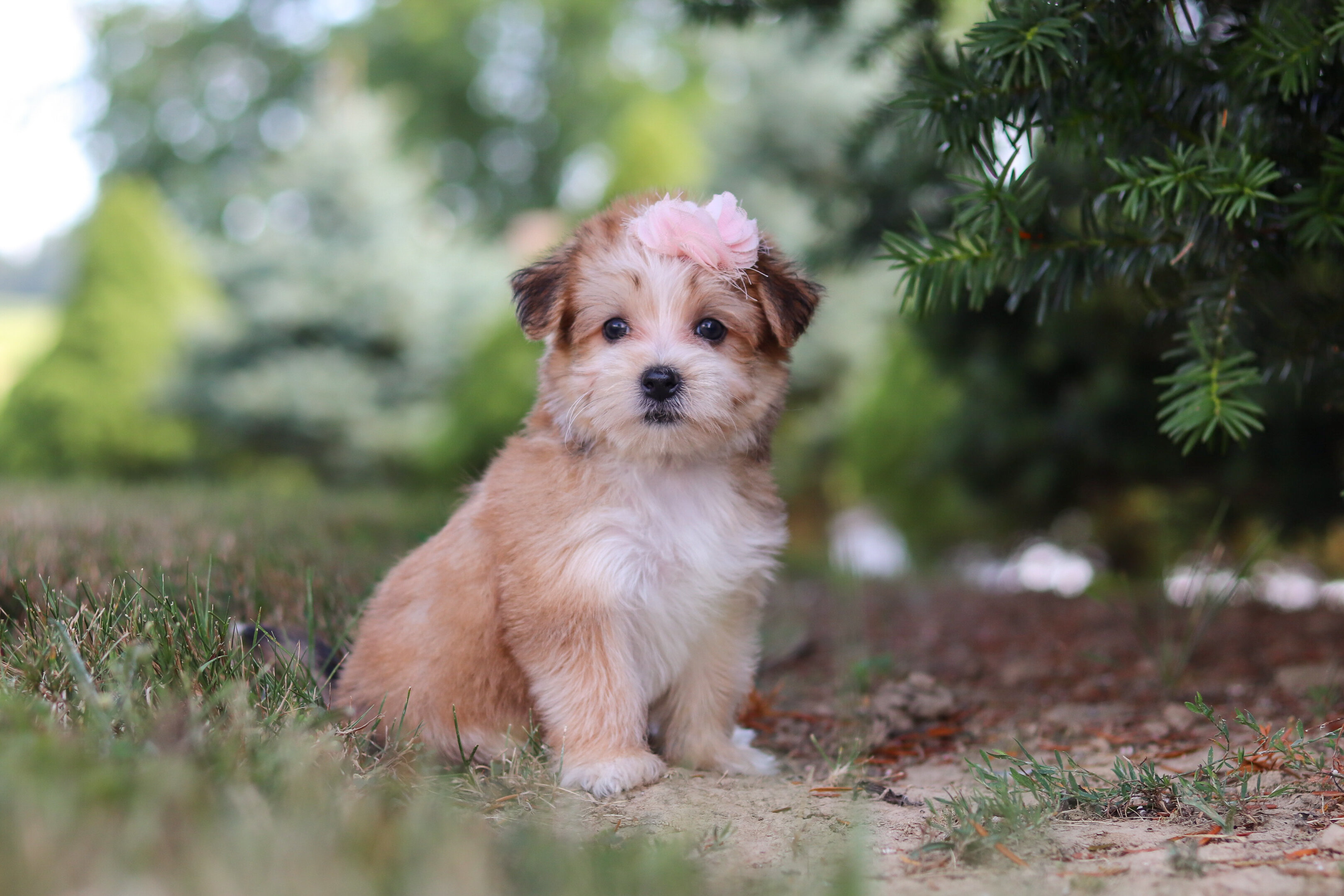 Pansy Female Morkie image 2