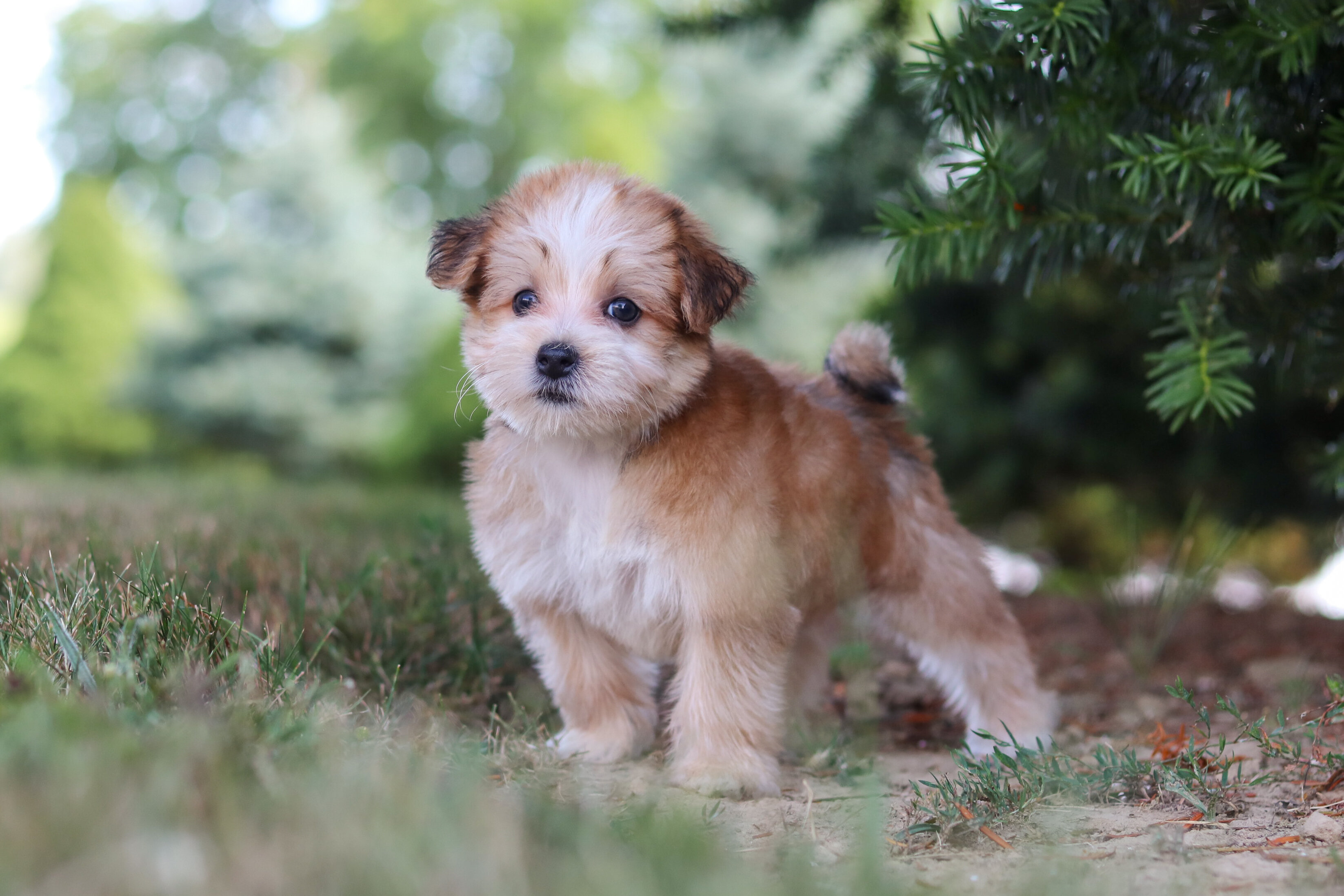 Pansy Female Morkie image 6