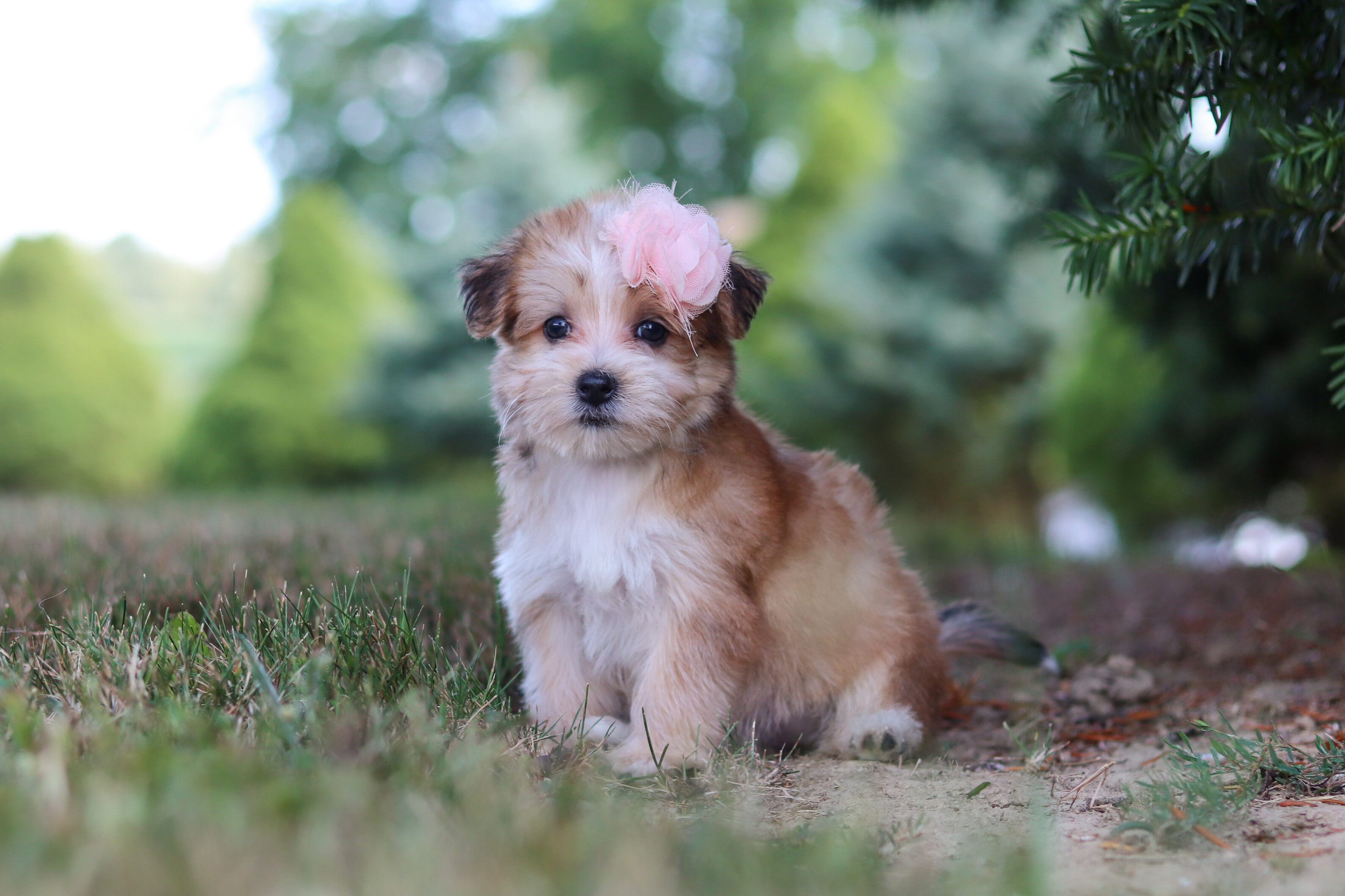 Pansy Female Morkie image 3