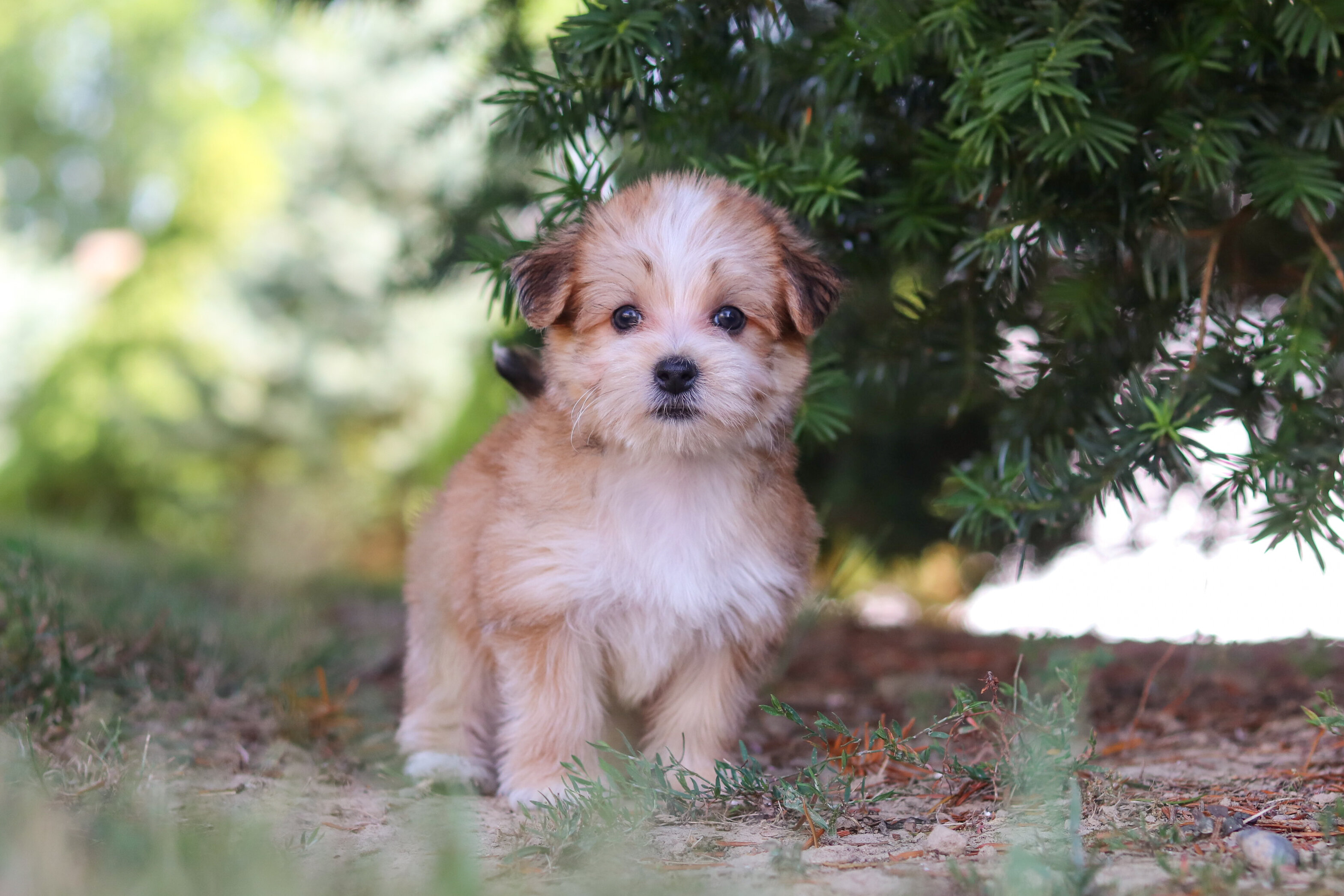 Pansy Female Morkie image 4