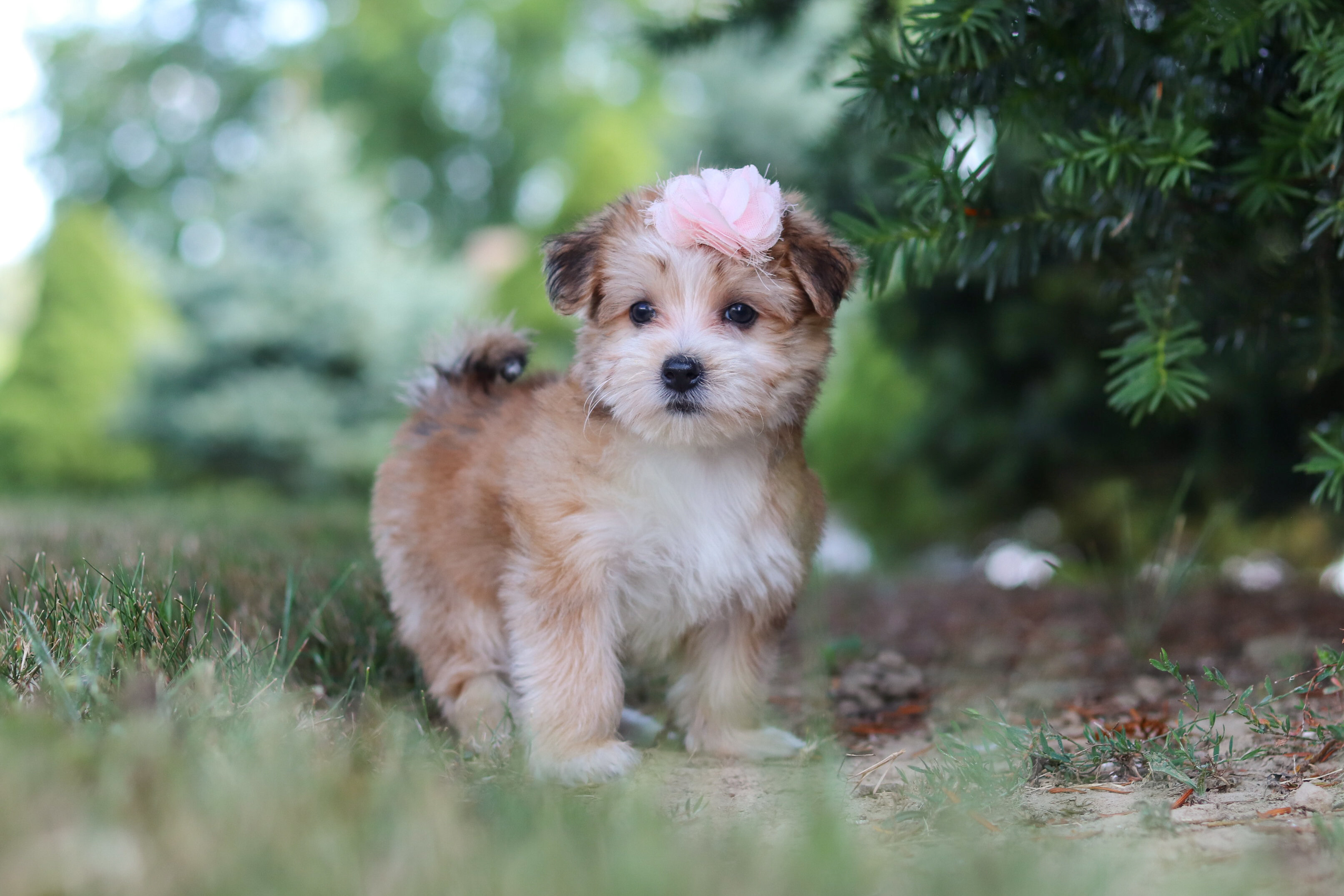 Pansy Female Morkie image 5