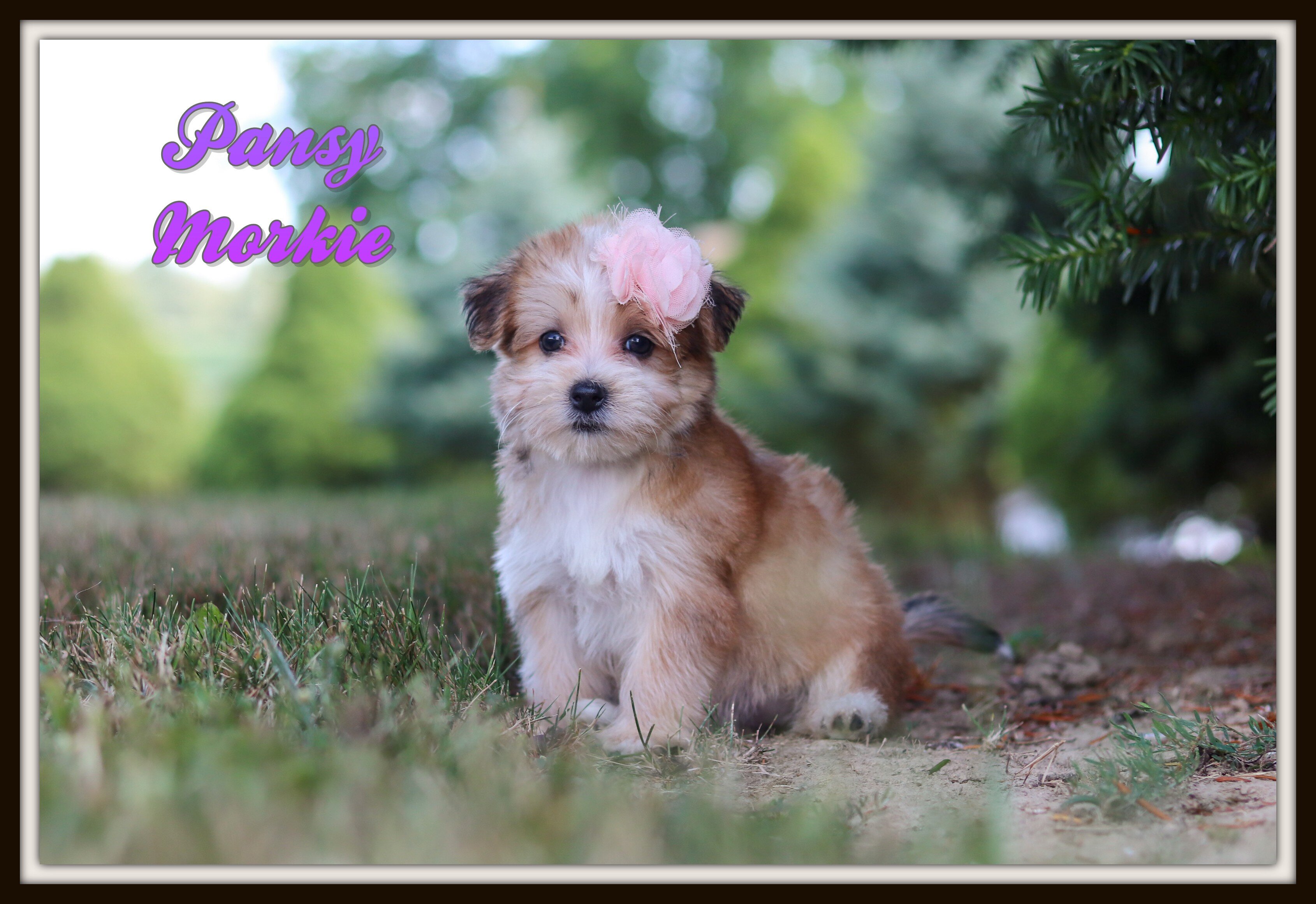 Pansy Female Morkie image 1