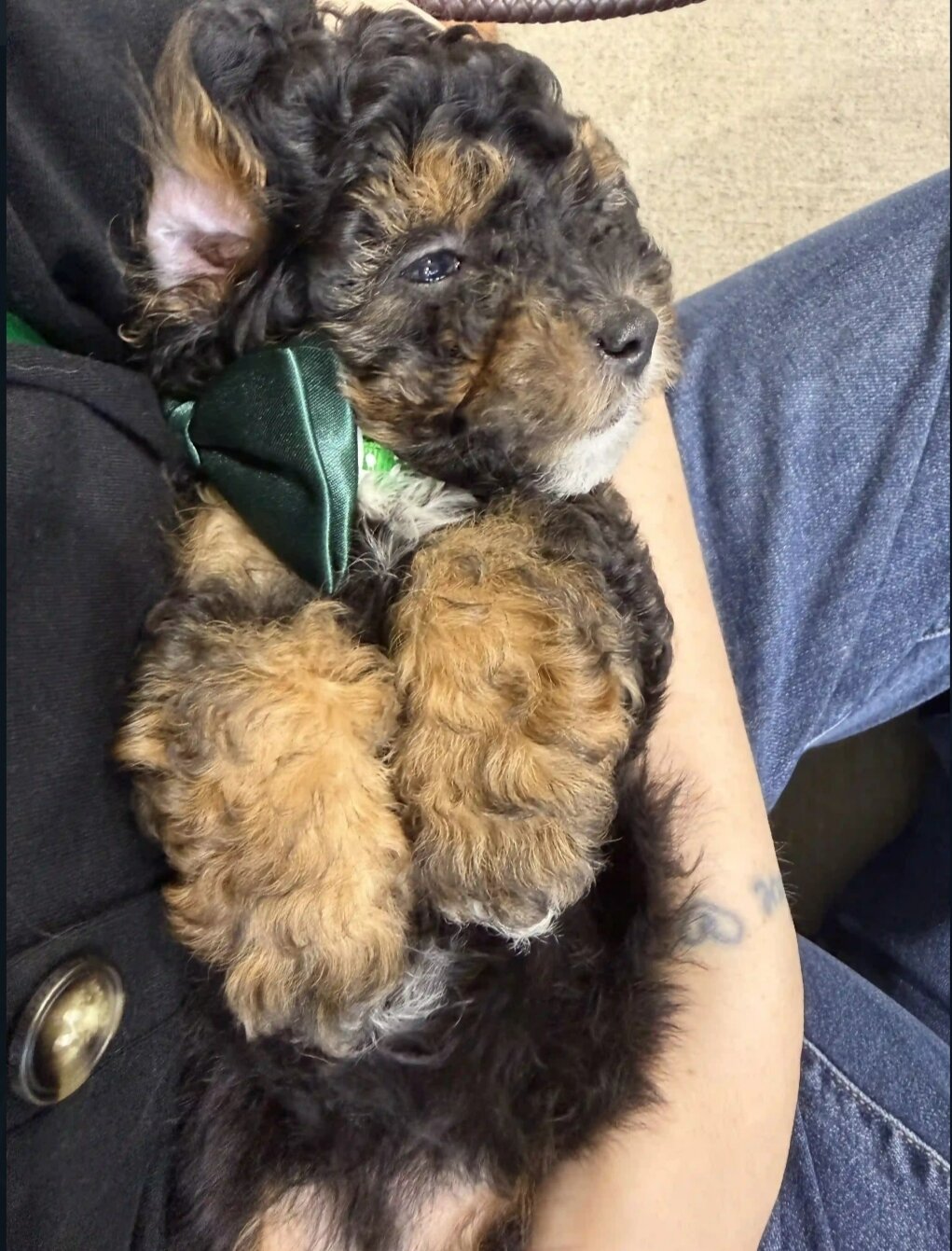 TOY POODLE MIX PUPPY image 1