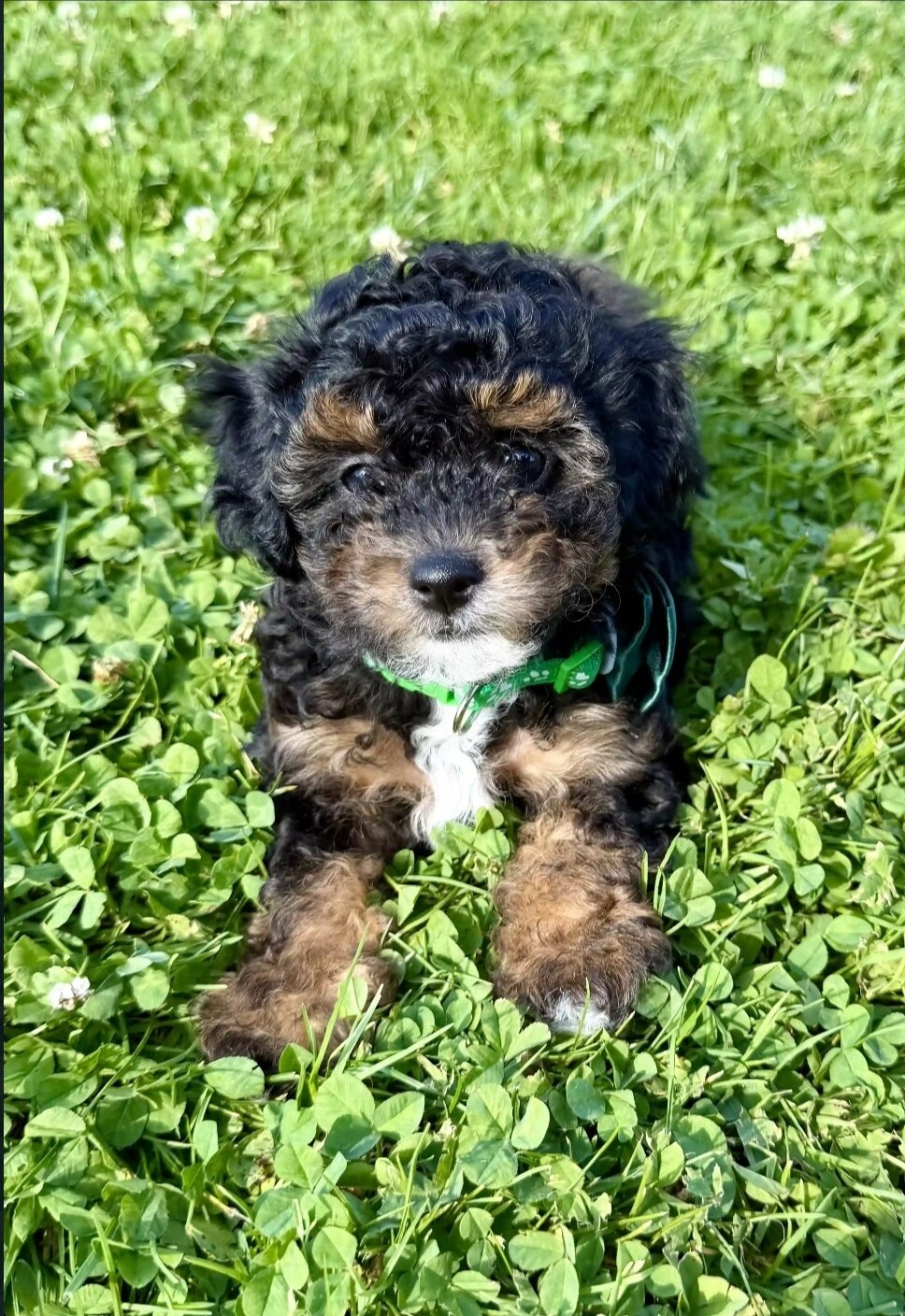 TOY POODLE MIX PUPPY image 2