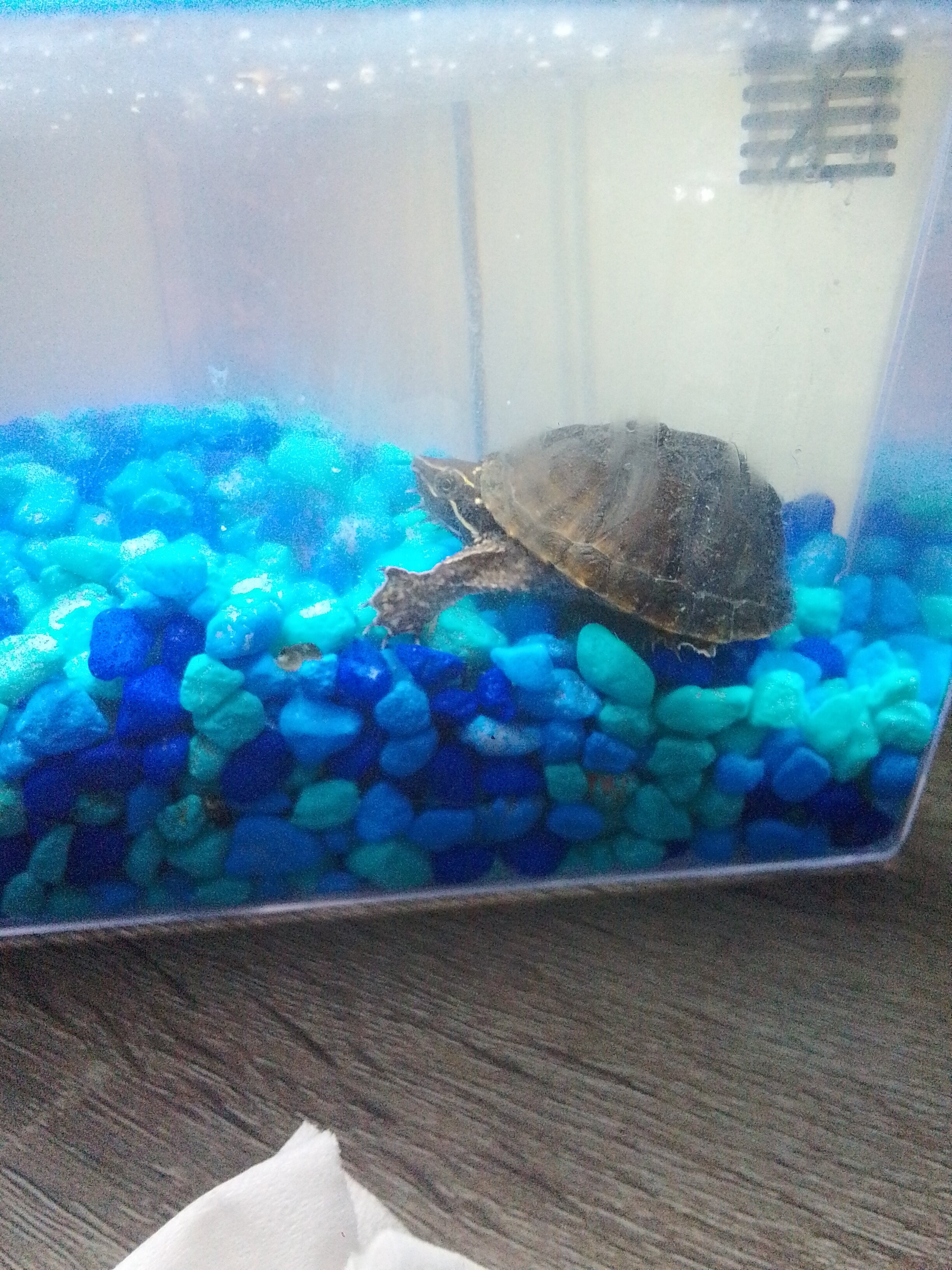 3 cute baby turtles image 3