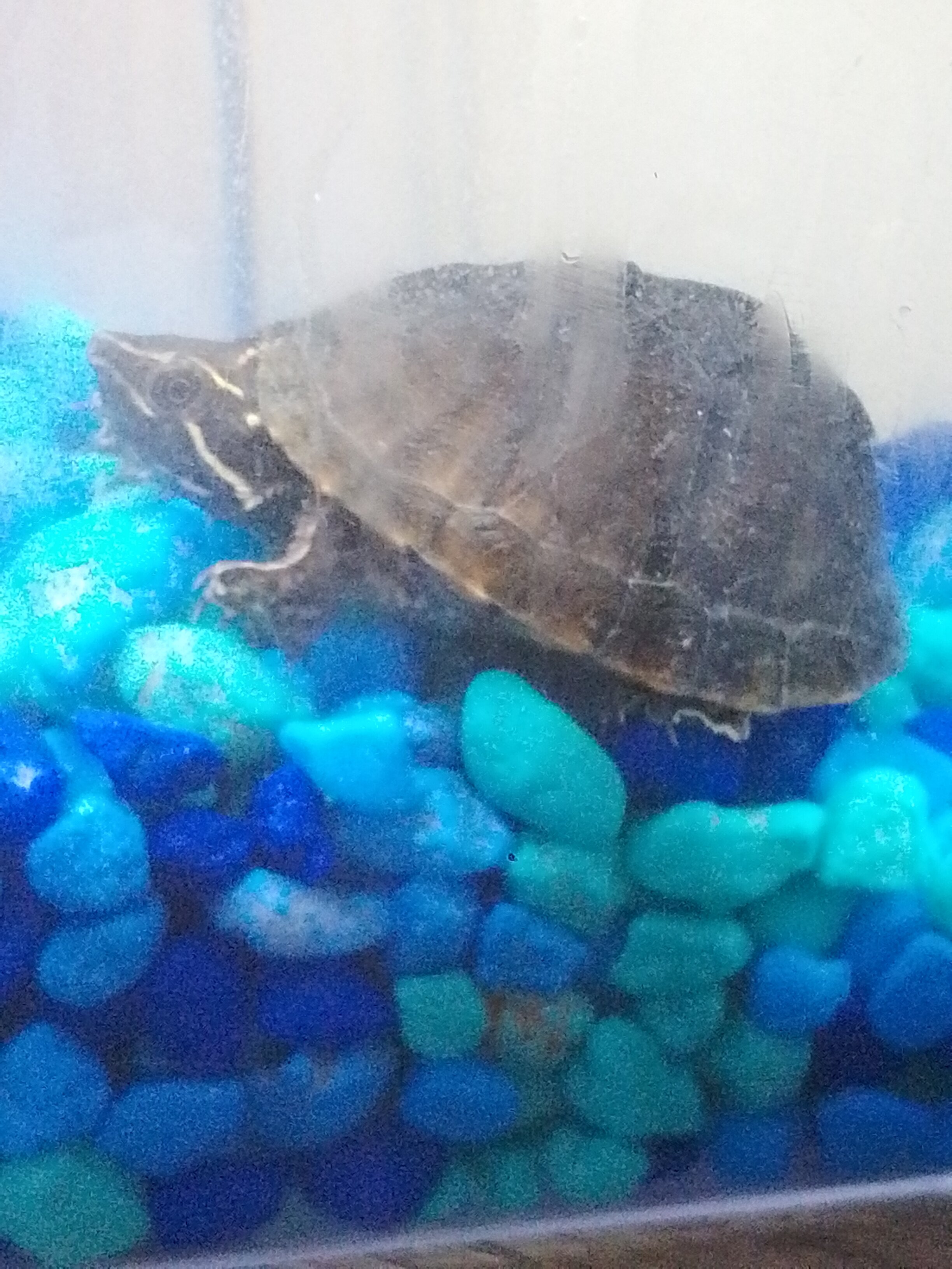 3 cute baby turtles image 2