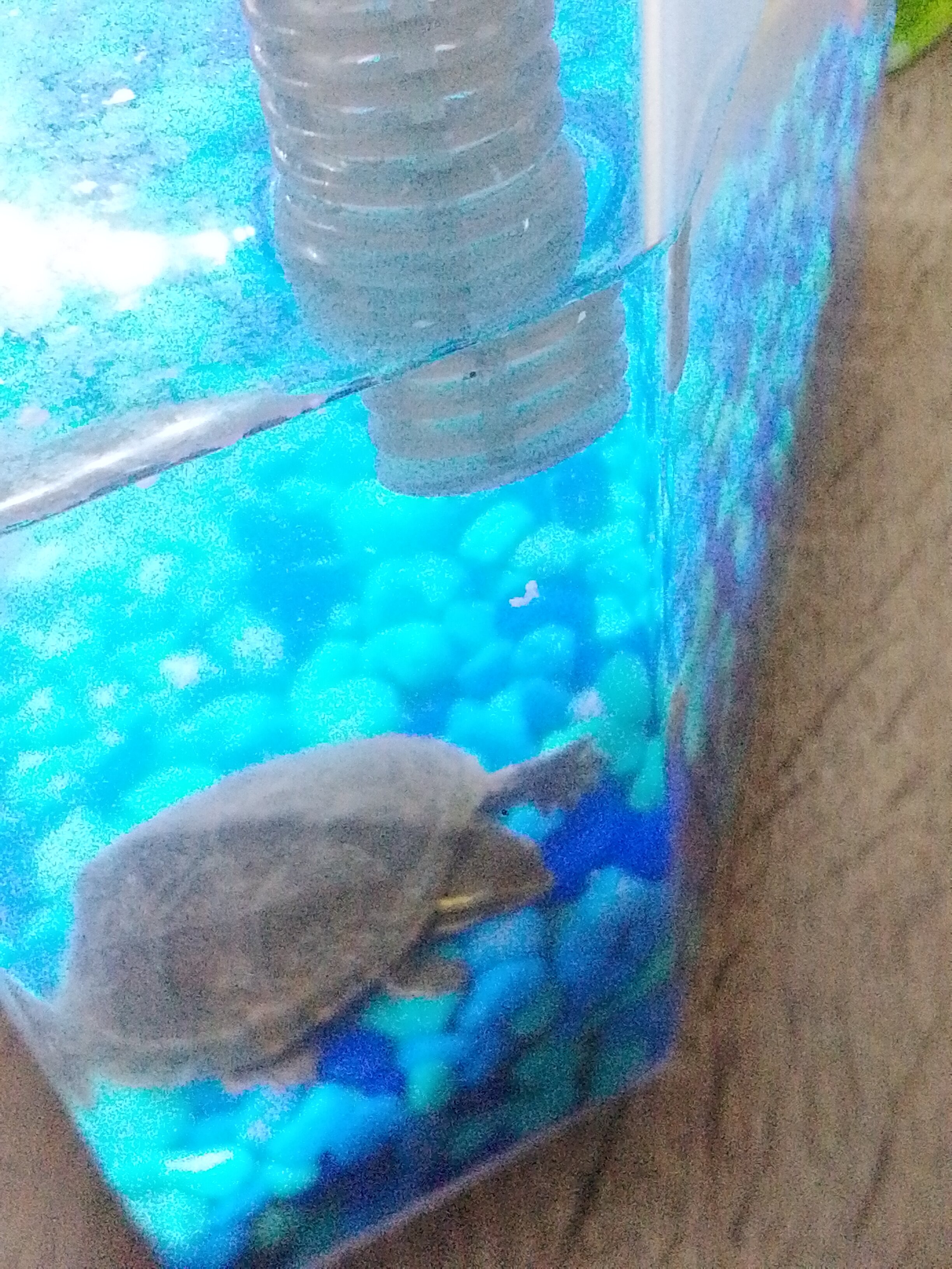 3 cute baby turtles image 1