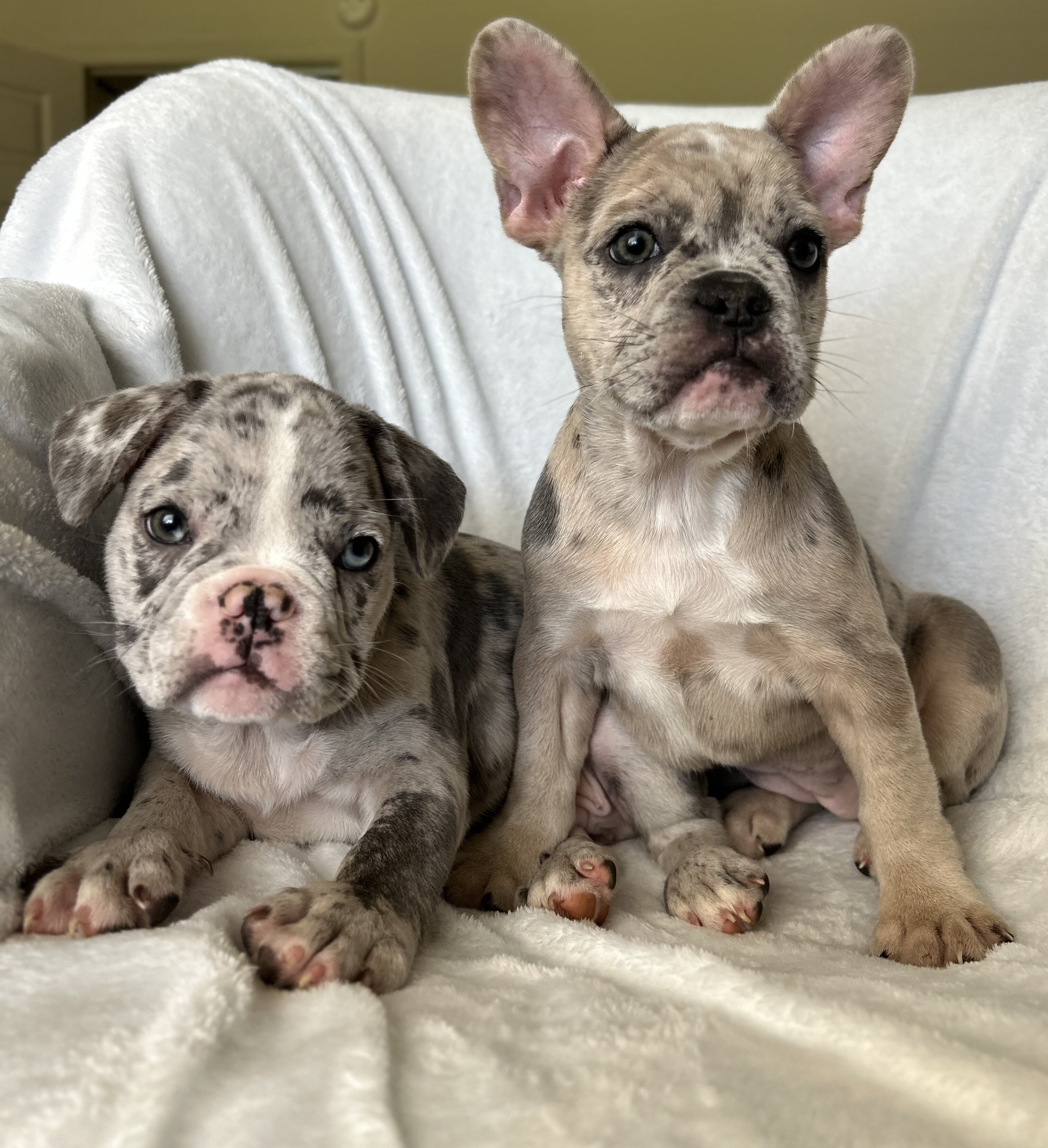 French bulldog - Blake image 5