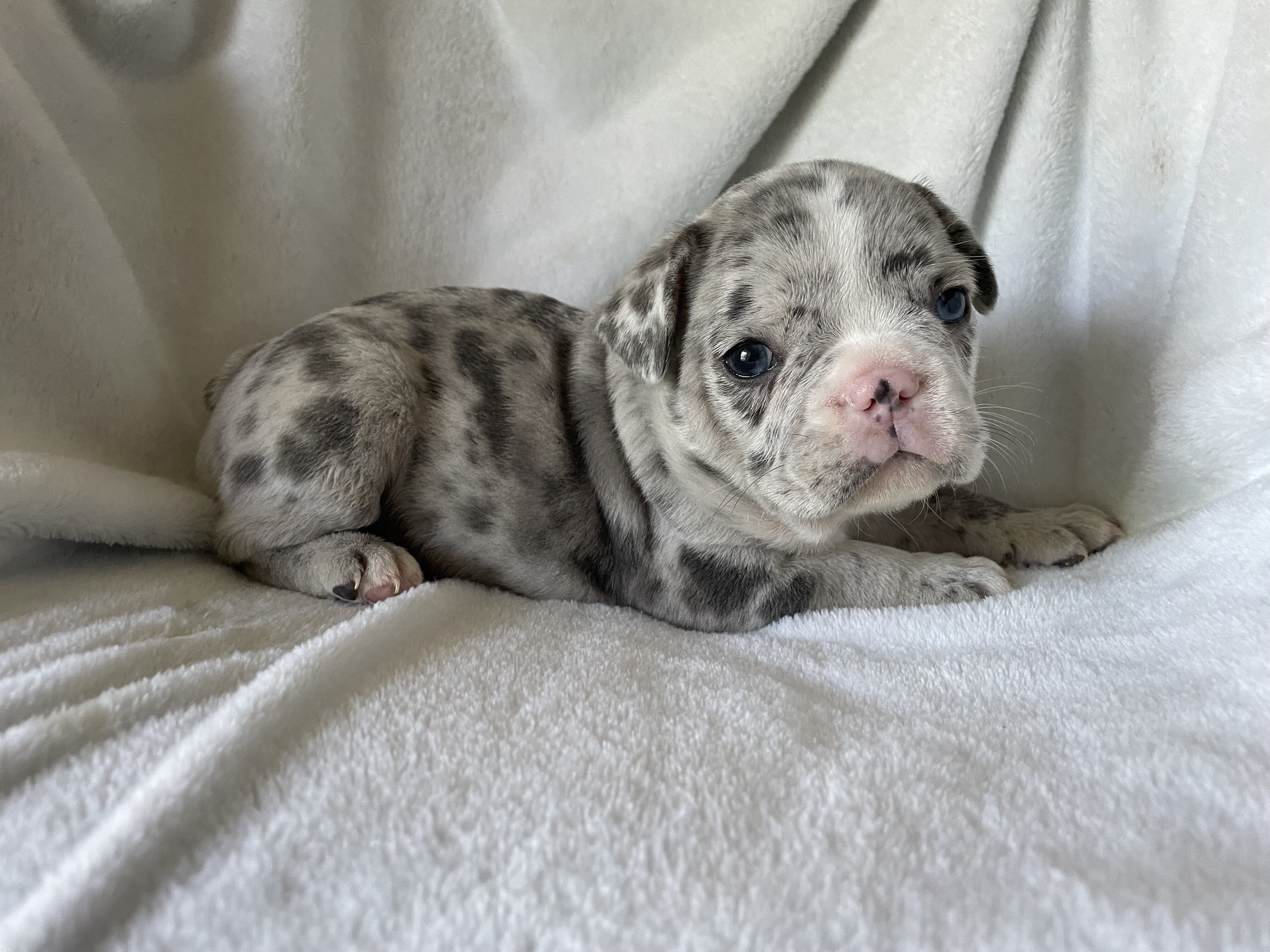 French bulldog - Blake image 1