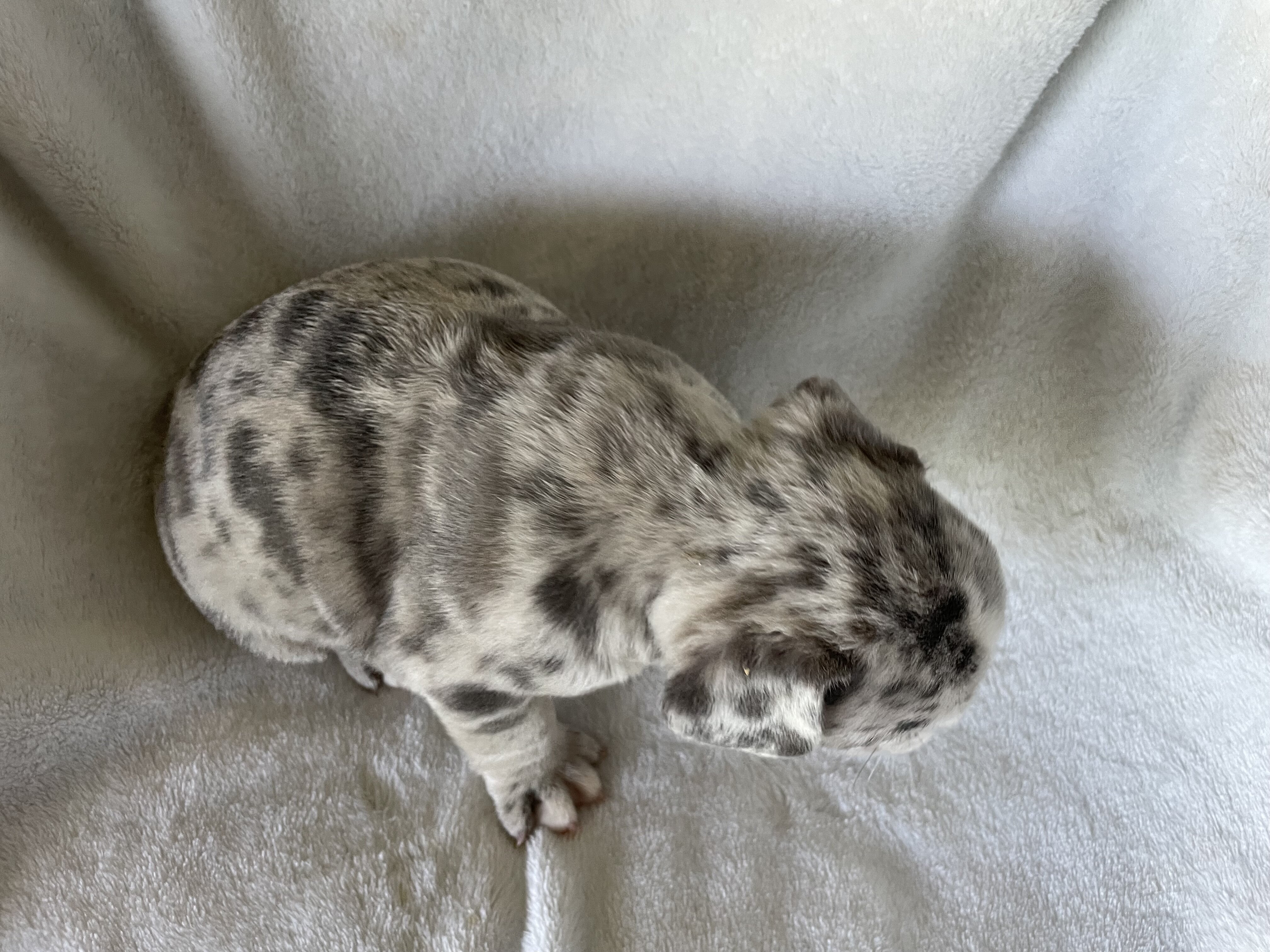French bulldog - Blake image 4