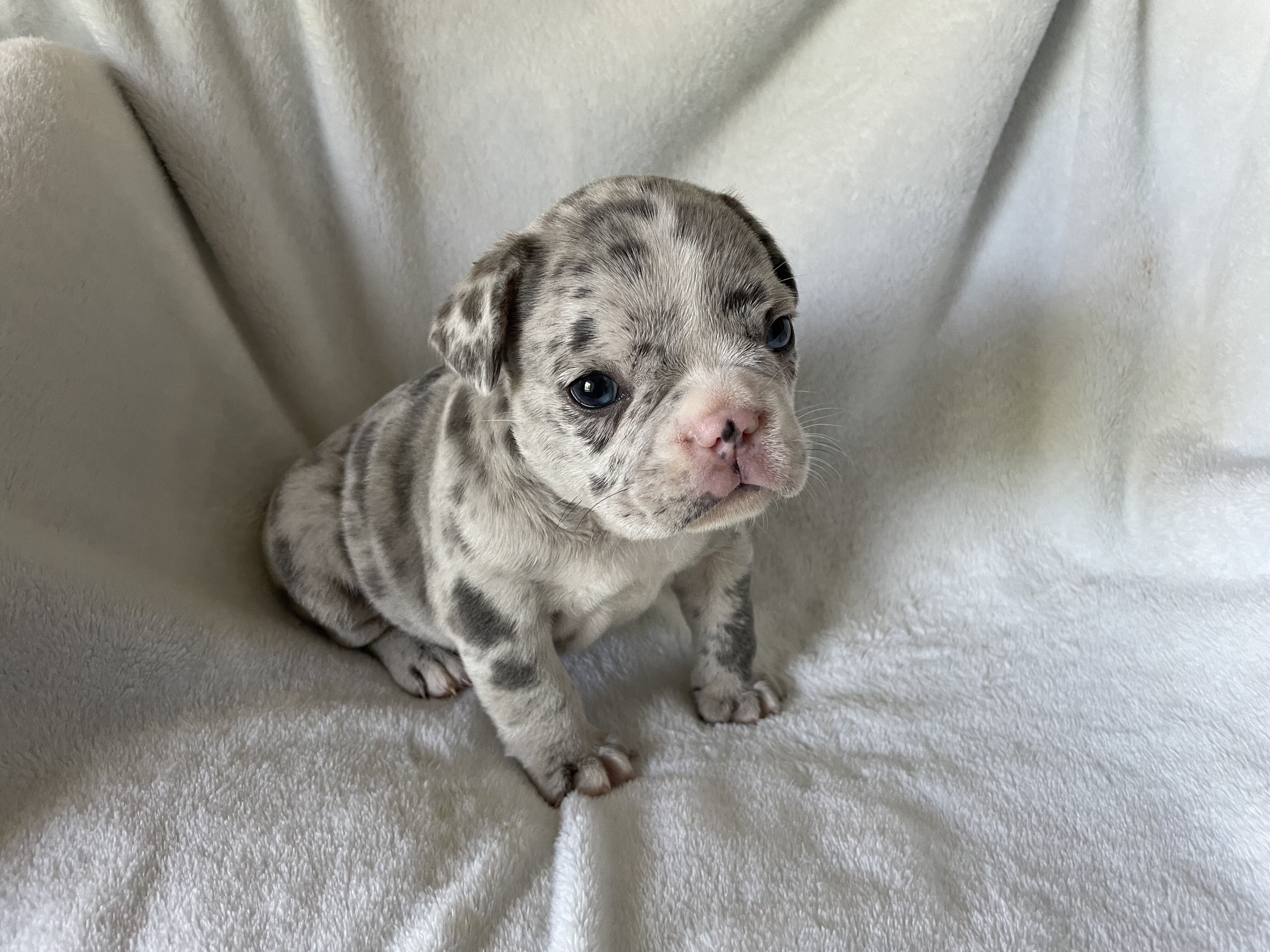 French bulldog - Blake image 3