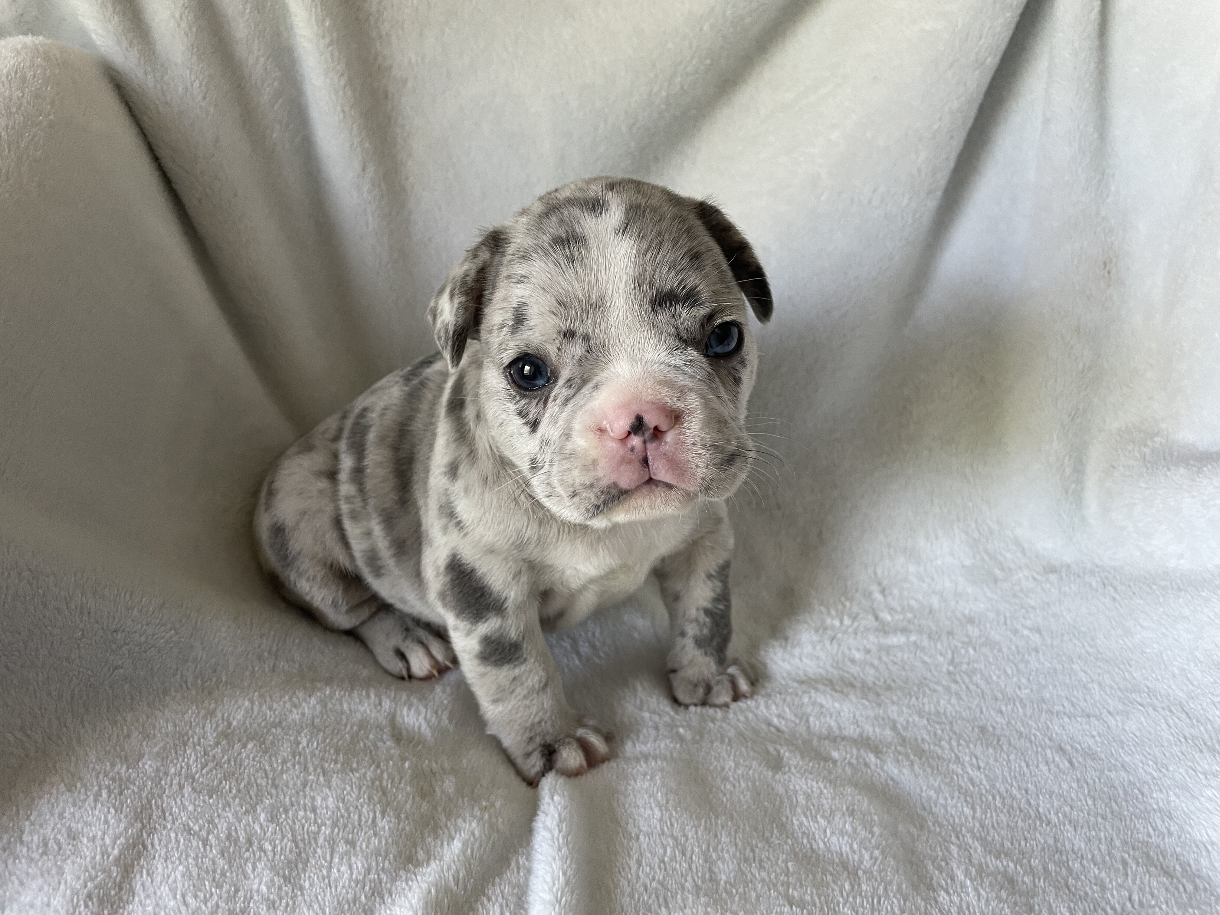 French bulldog - Blake image 2