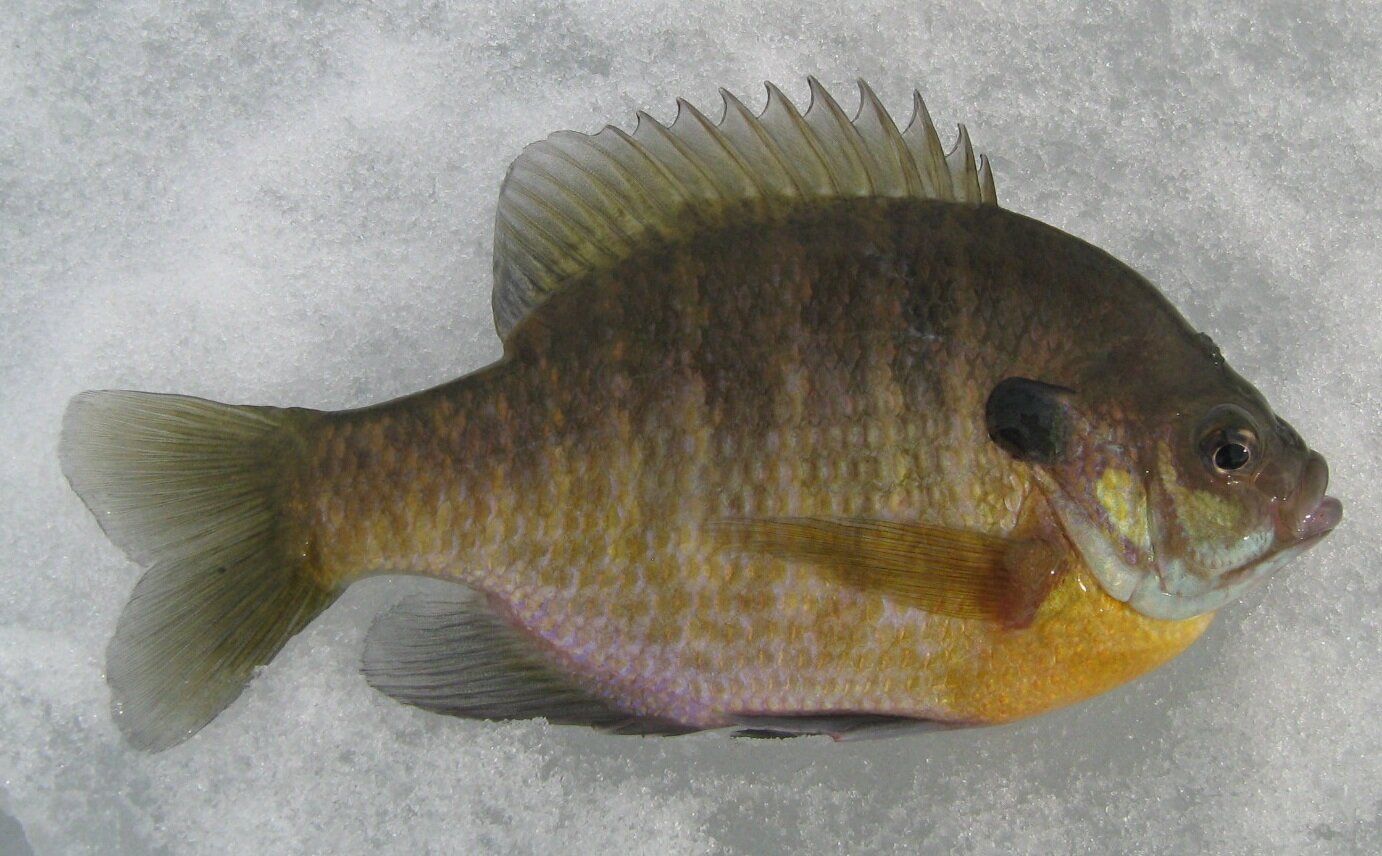 2 beautiful bluegills image 1