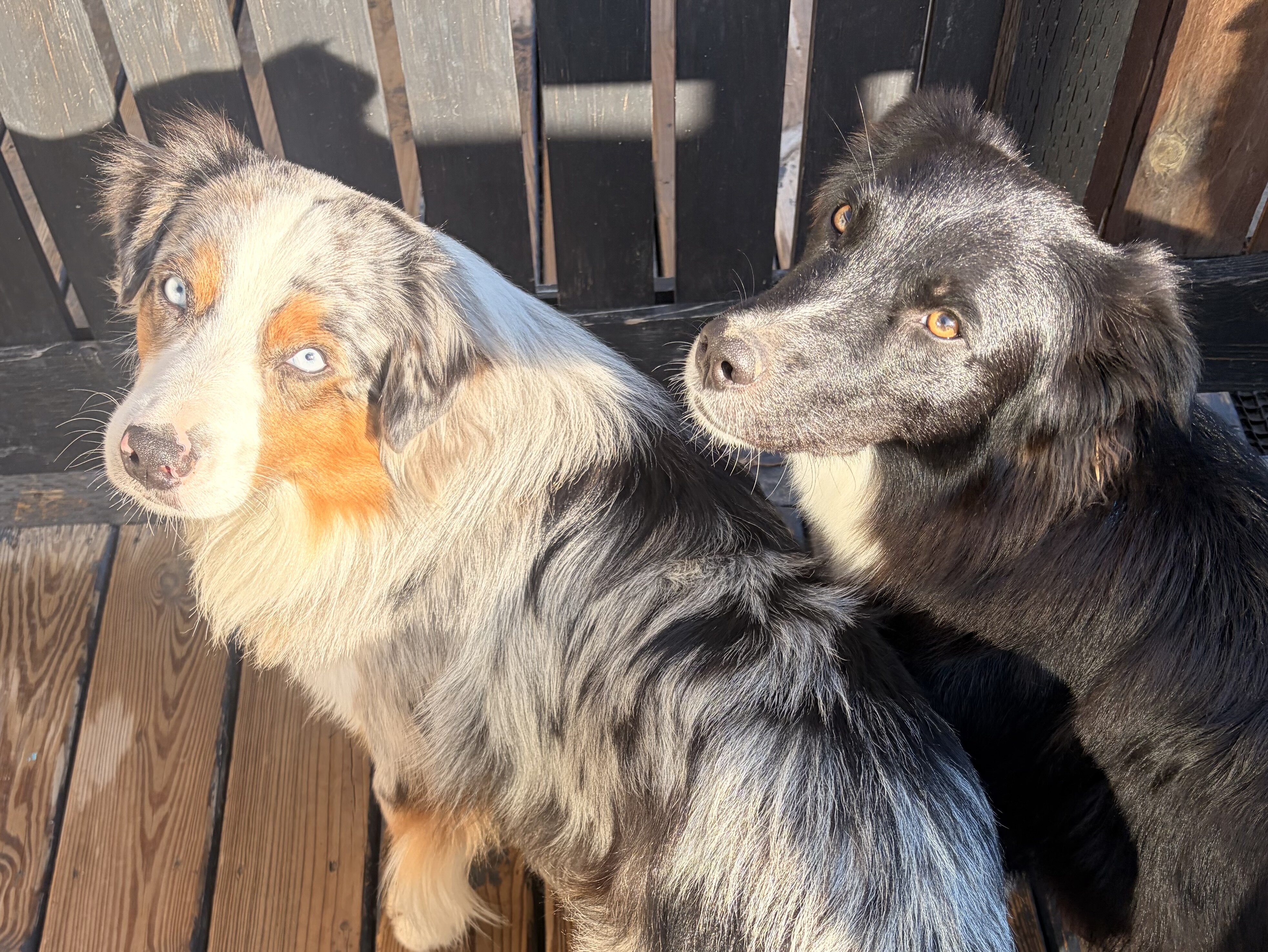 Purebred standard female Australian Shephe puppies image 7