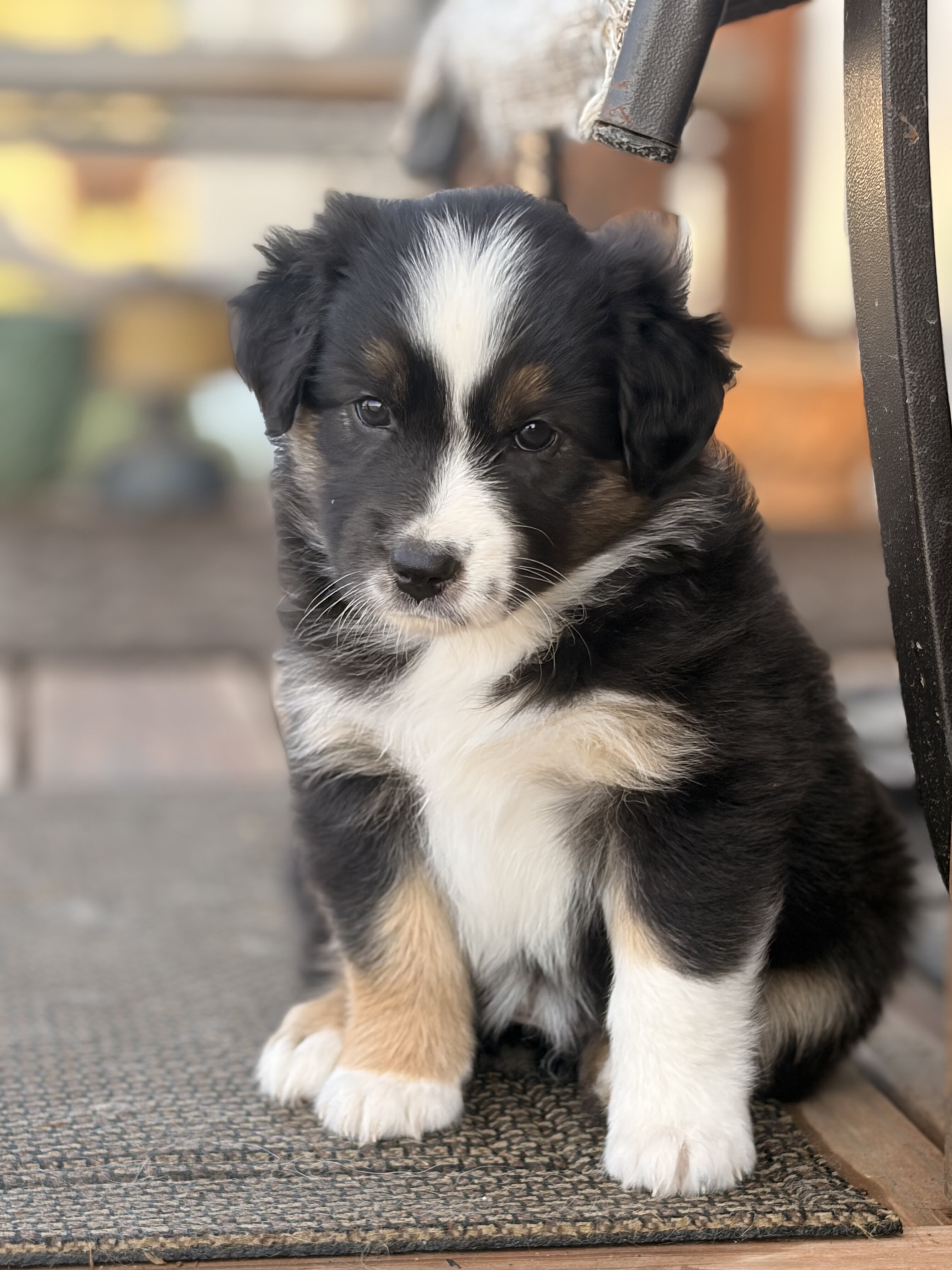 Purebred standard female Australian Shephe puppies image 6