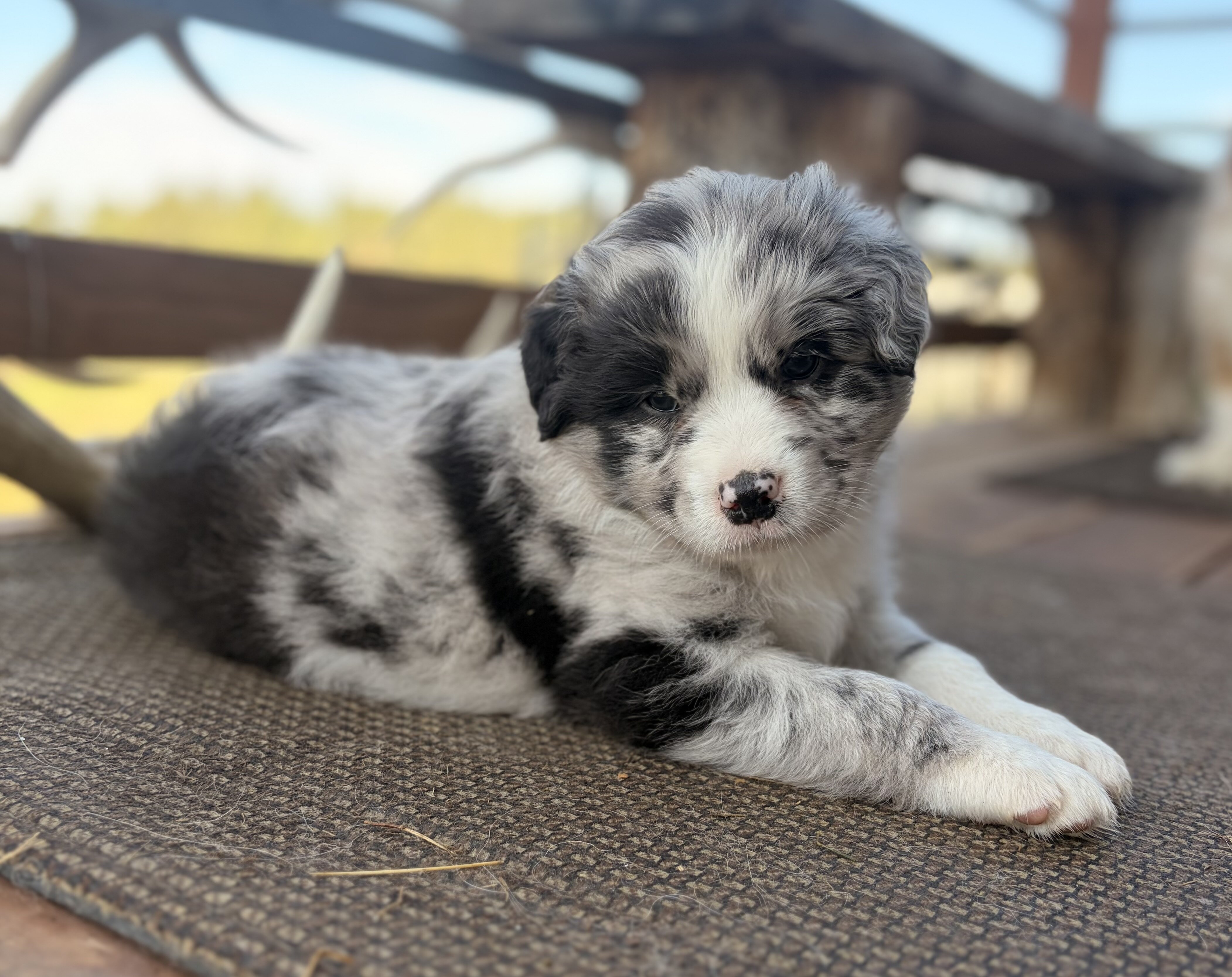 Purebred standard female Australian Shephe puppies image 5