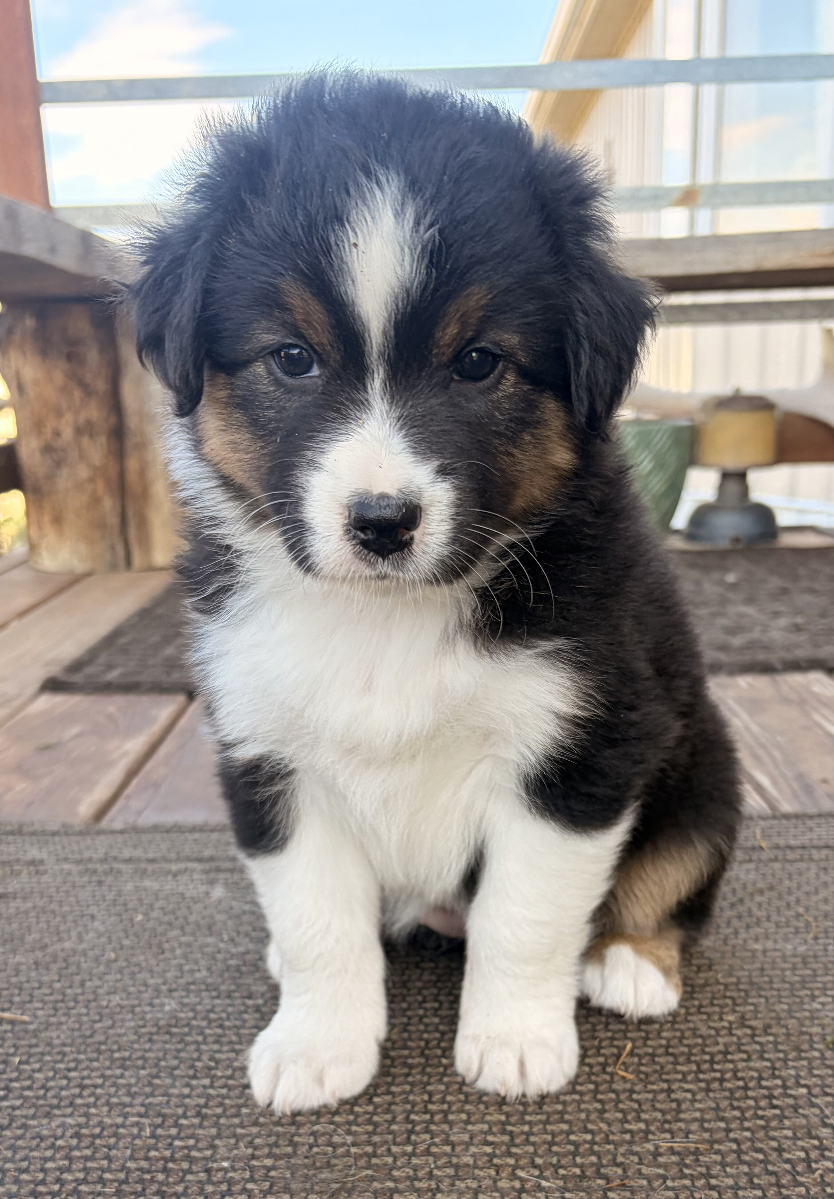 Purebred standard female Australian Shephe puppies image 4