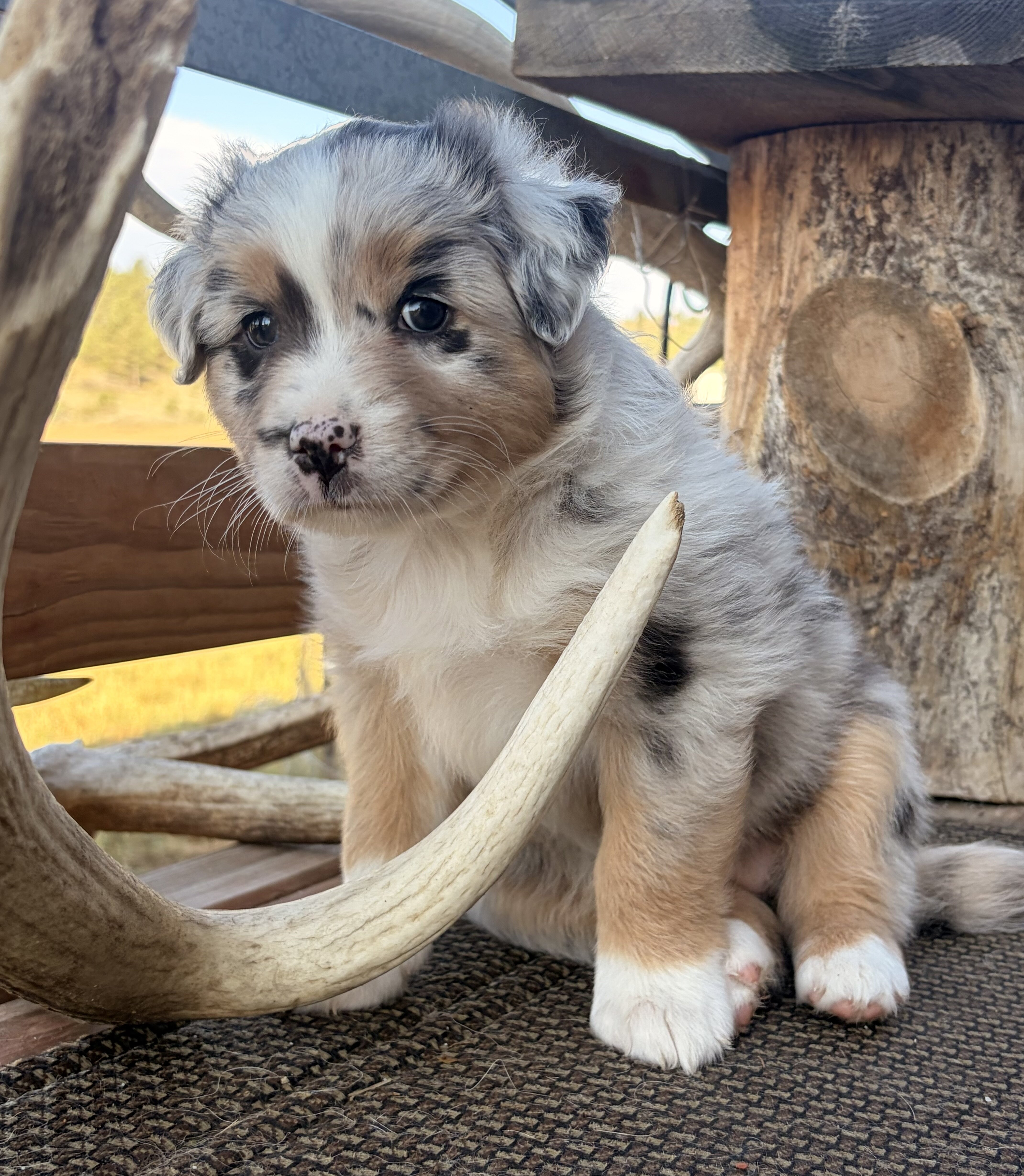 Purebred standard female Australian Shephe puppies image 3