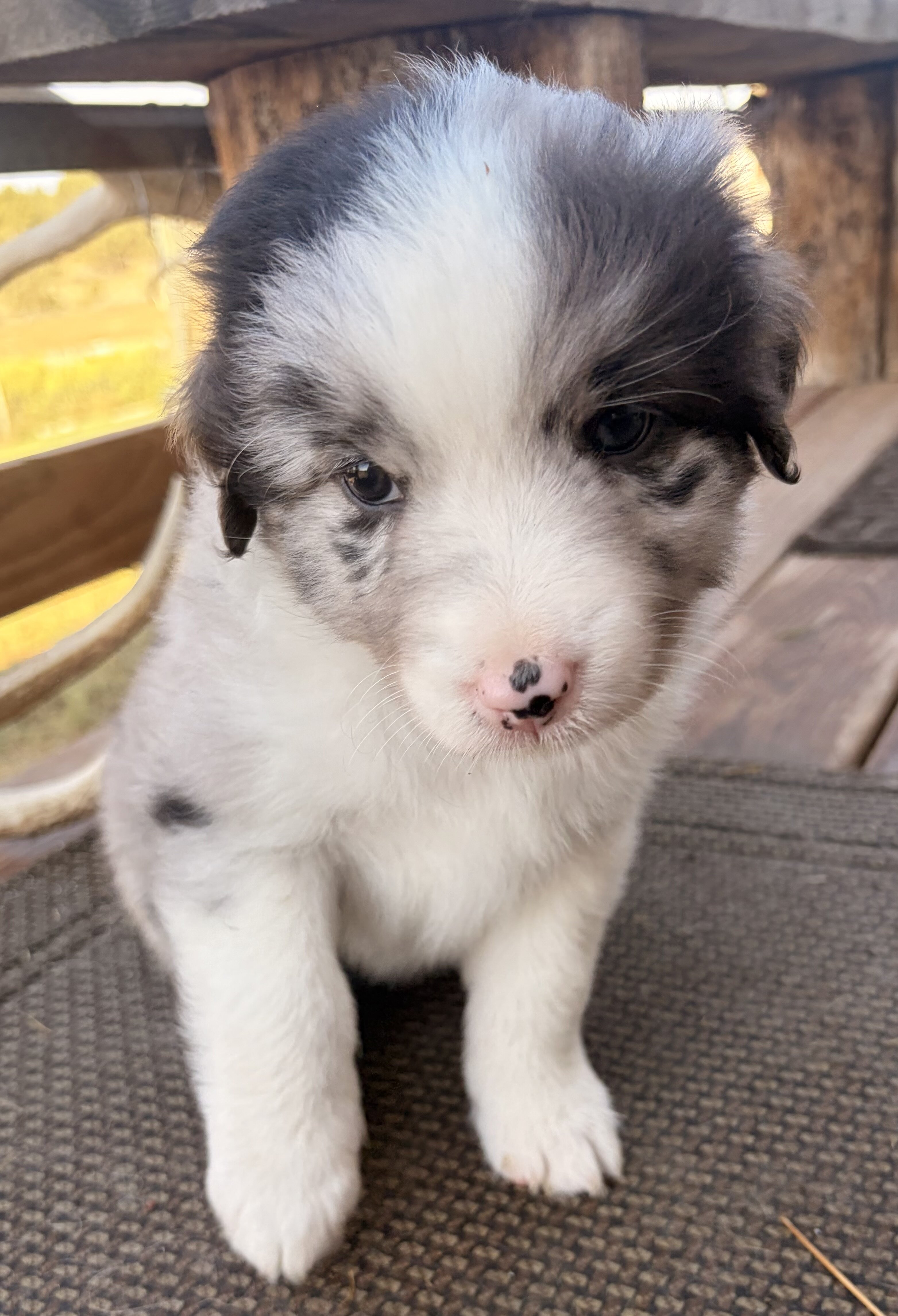Purebred standard female Australian Shephe puppies image 2
