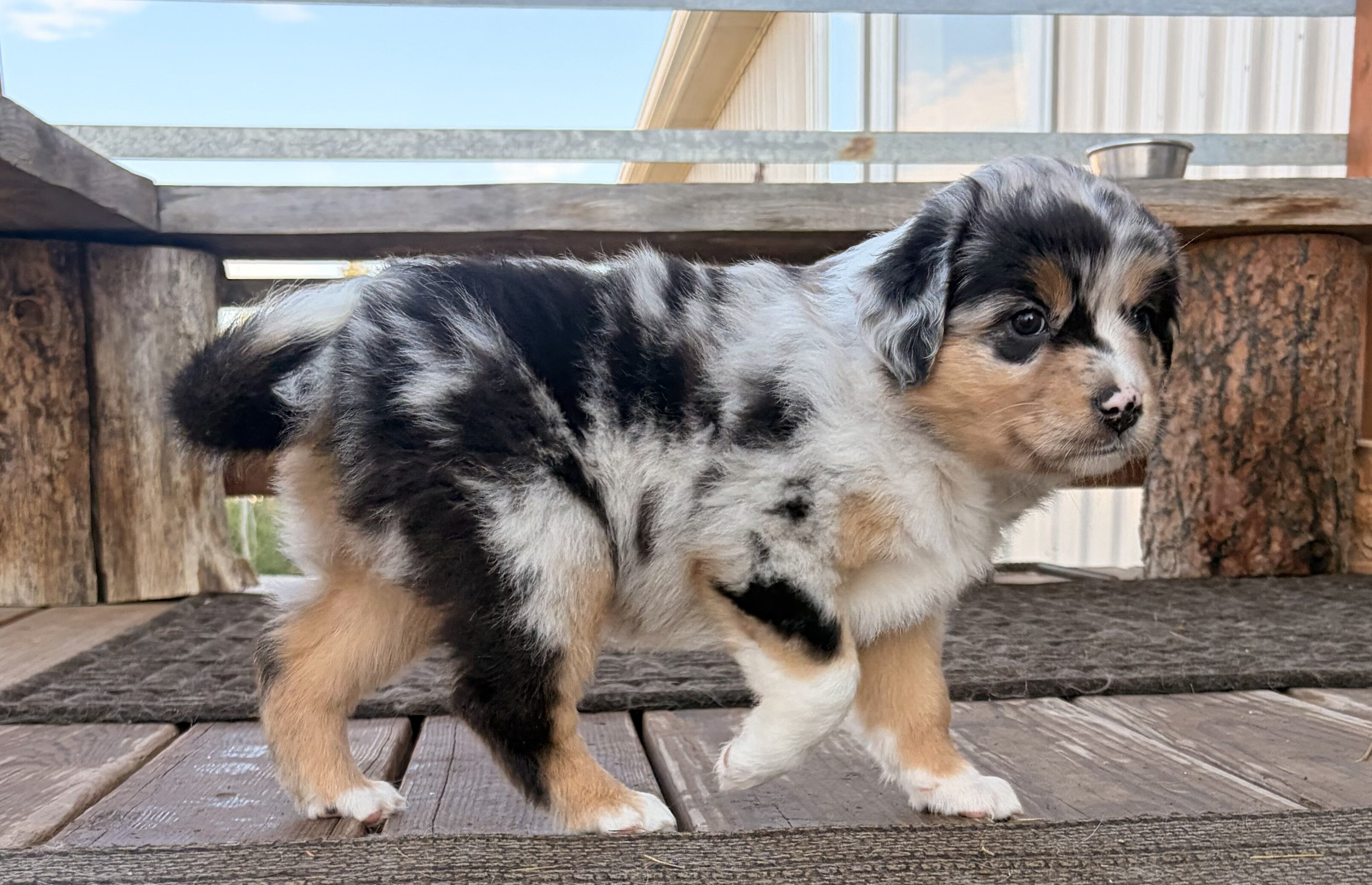 Purebred standard female Australian Shephe puppies image 1