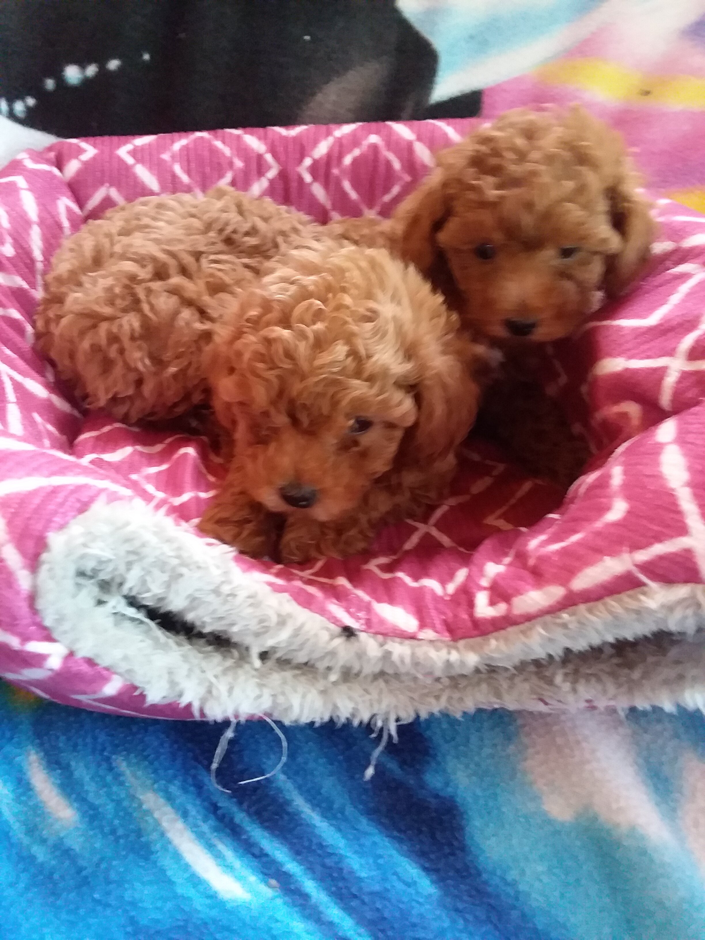 AKC PUREBRED TOY/MINI POODLES. image 1