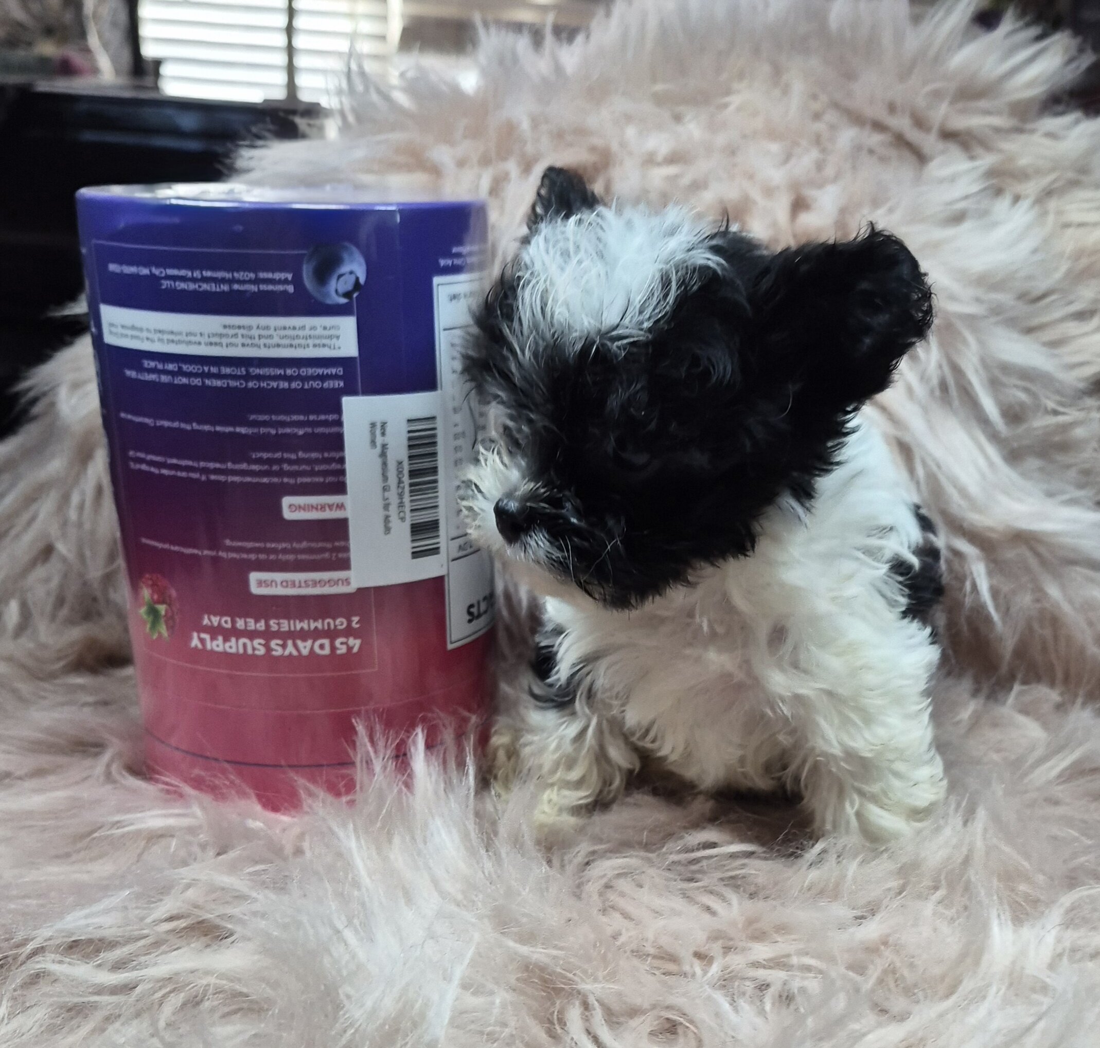 Yorkiepoo Puppies image 2