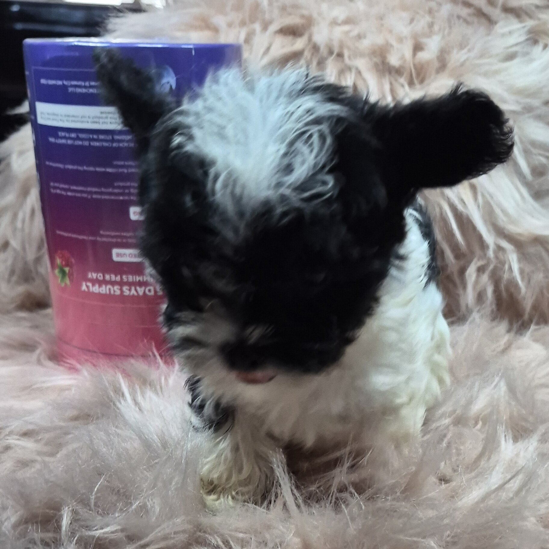 Yorkiepoo Puppies image 3