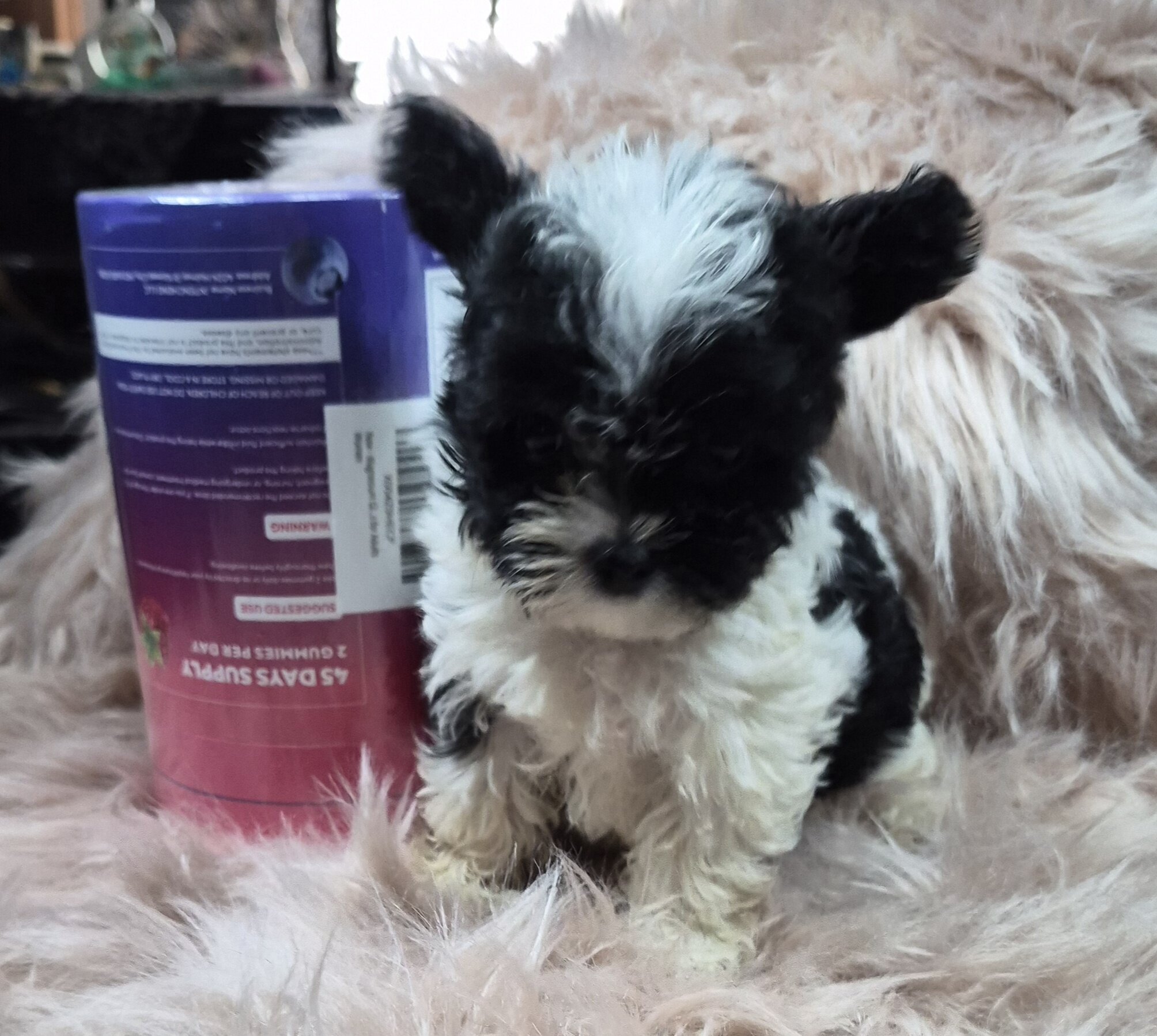Yorkiepoo Puppies image 1