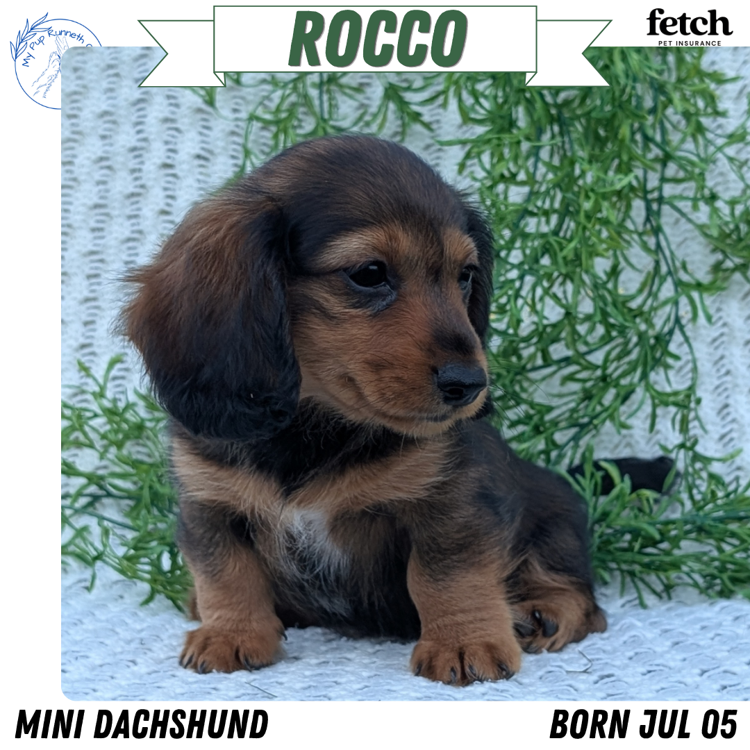 AKC MINI DACHSHUND PUPS image 3