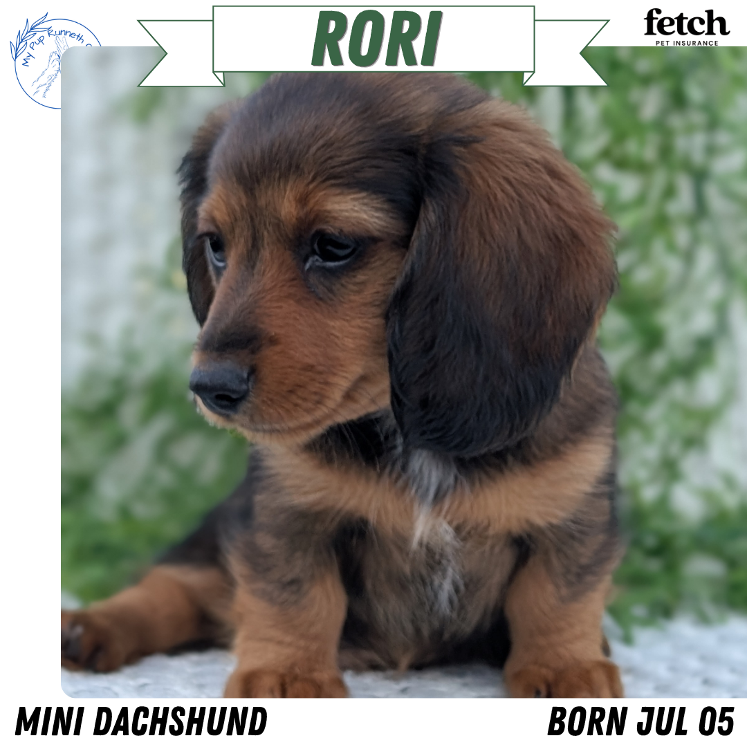 AKC MINI DACHSHUND PUPS image 5