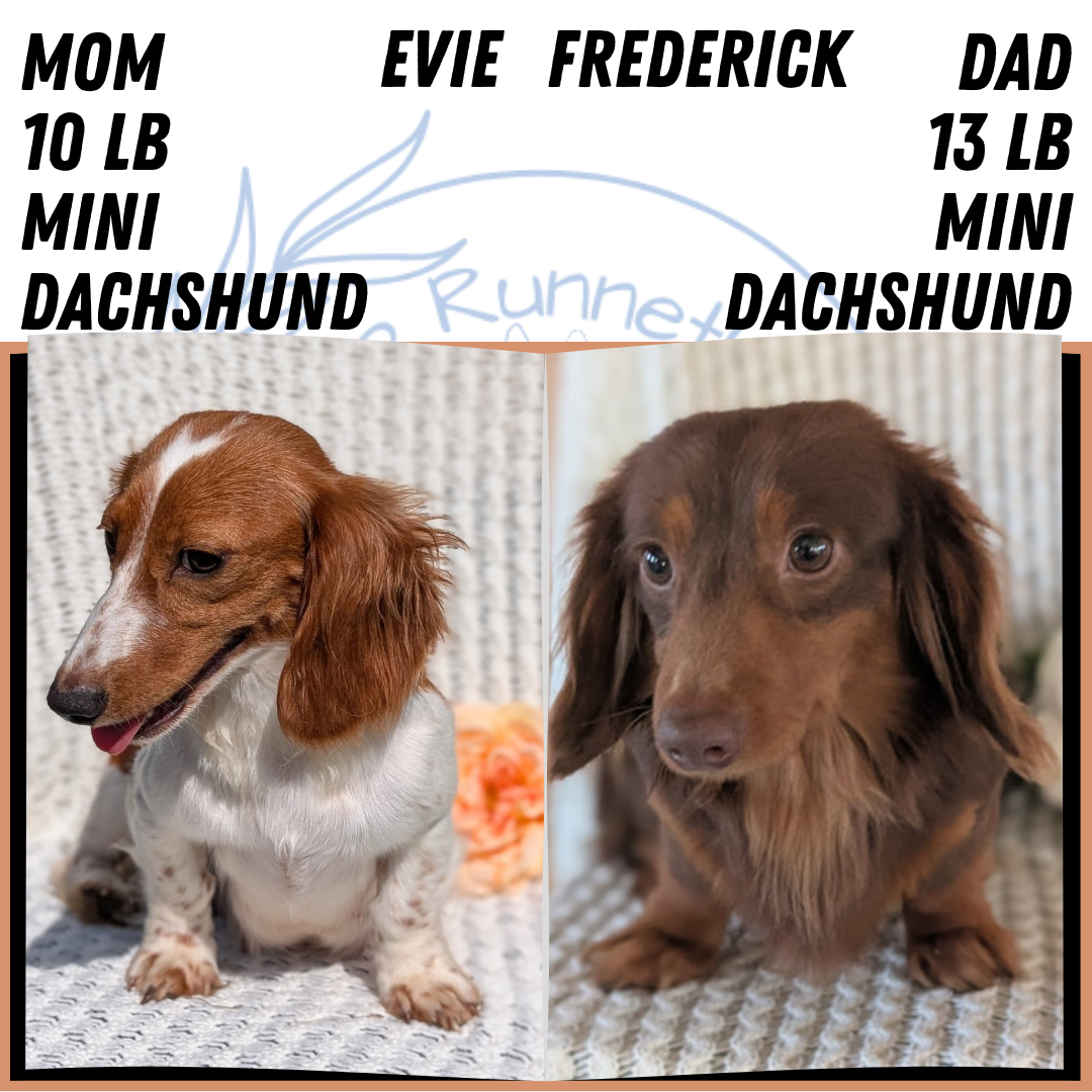AKC MINI DACHSHUND PUPS image 2