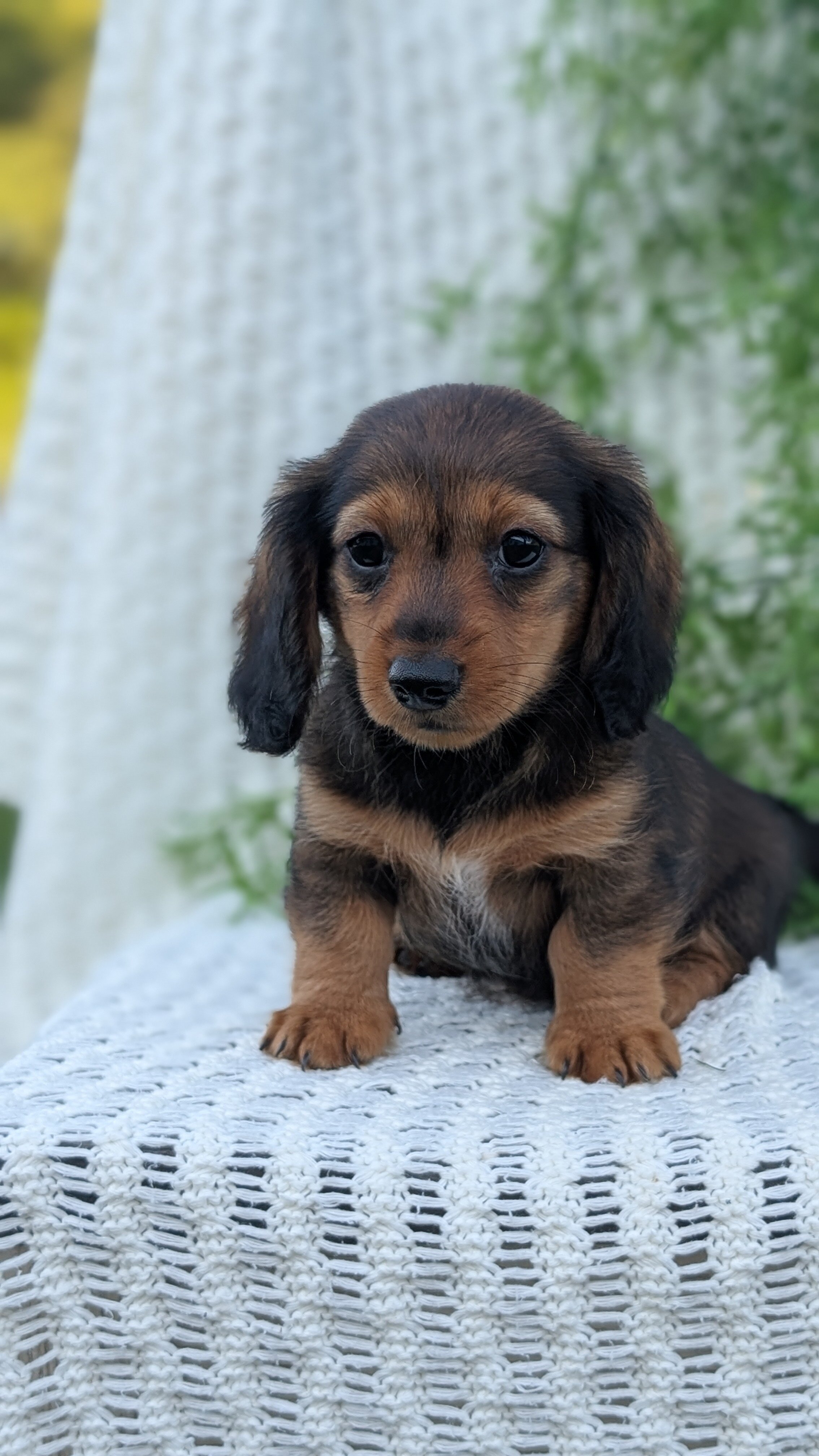 AKC MINI DACHSHUND PUPS image 10