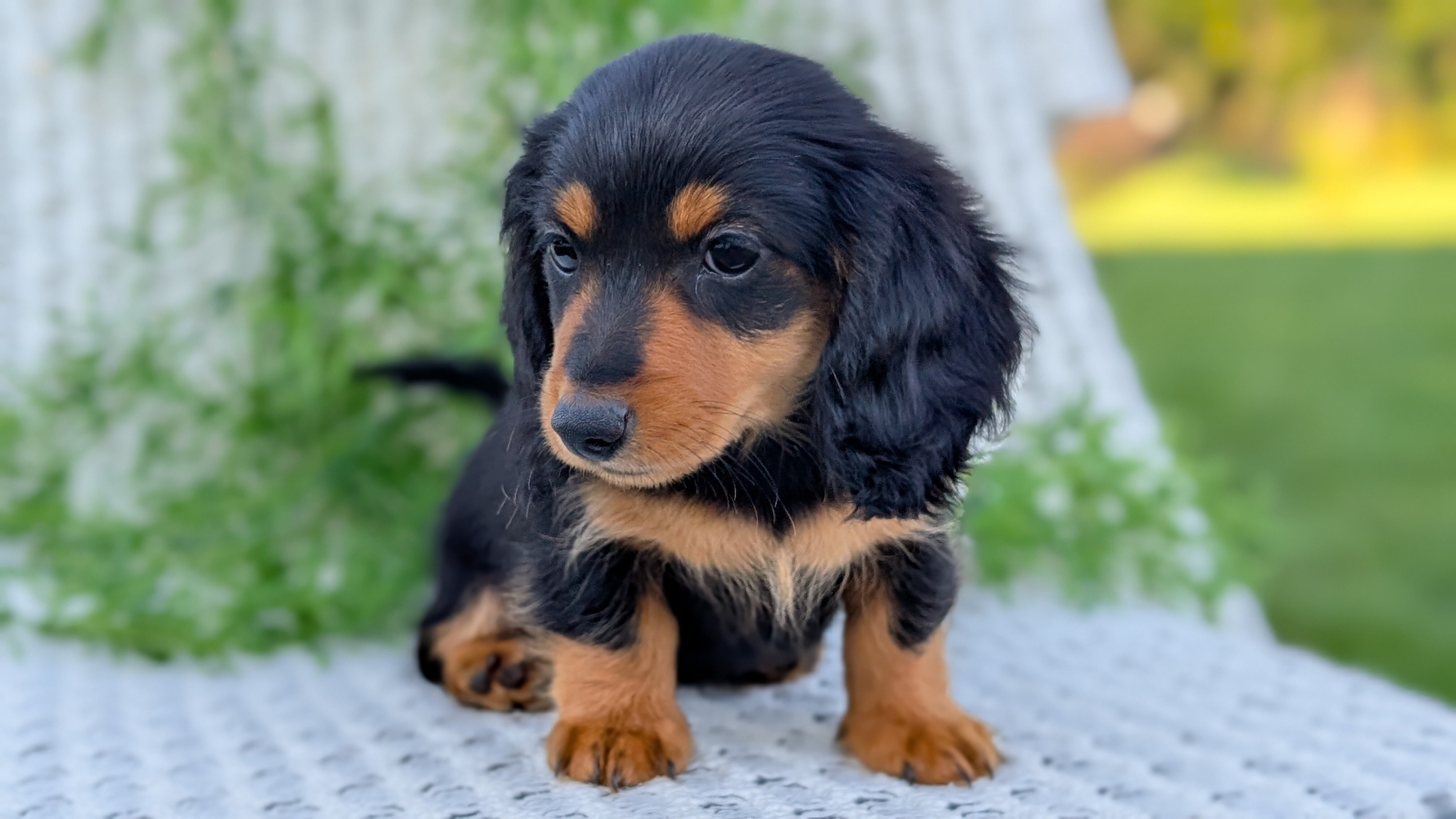 AKC MINI DACHSHUND PUPS image 9
