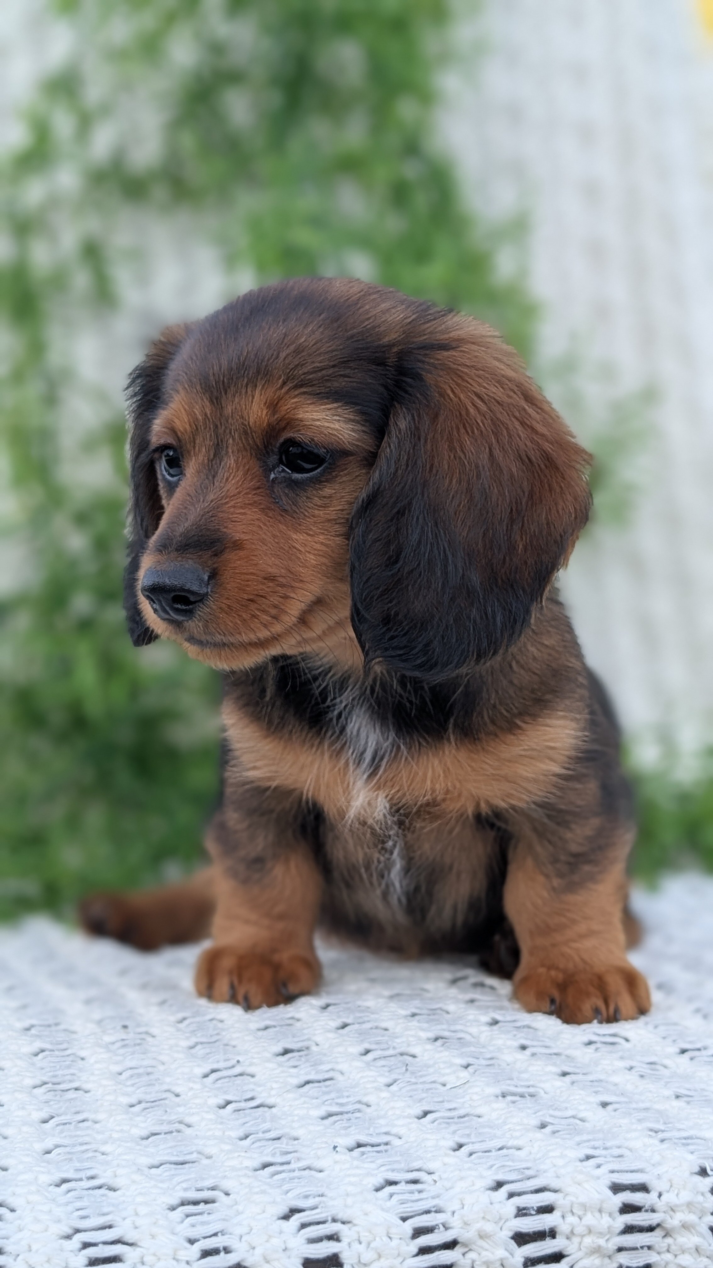 AKC MINI DACHSHUND PUPS image 8