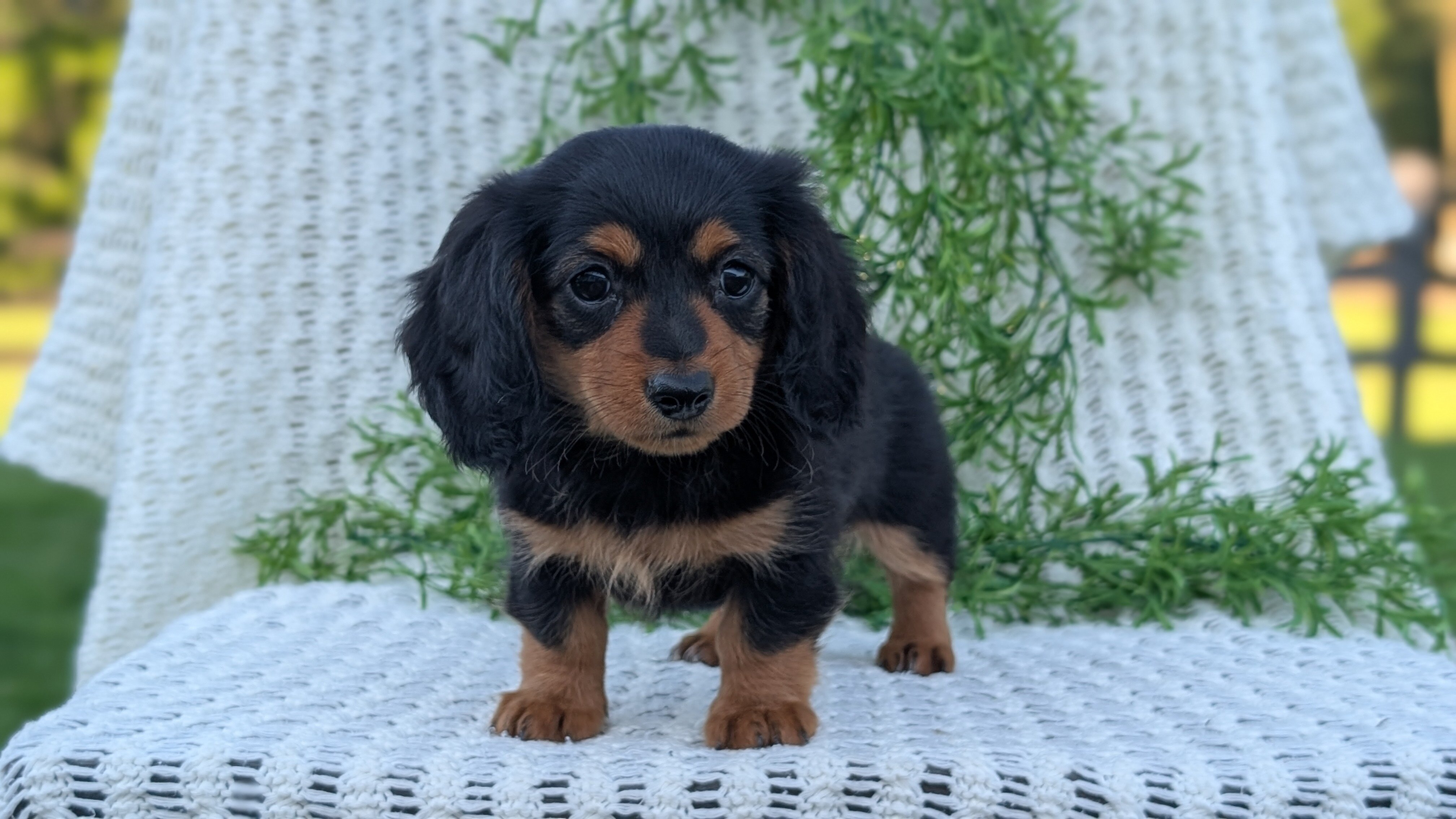 AKC MINI DACHSHUND PUPS image 7