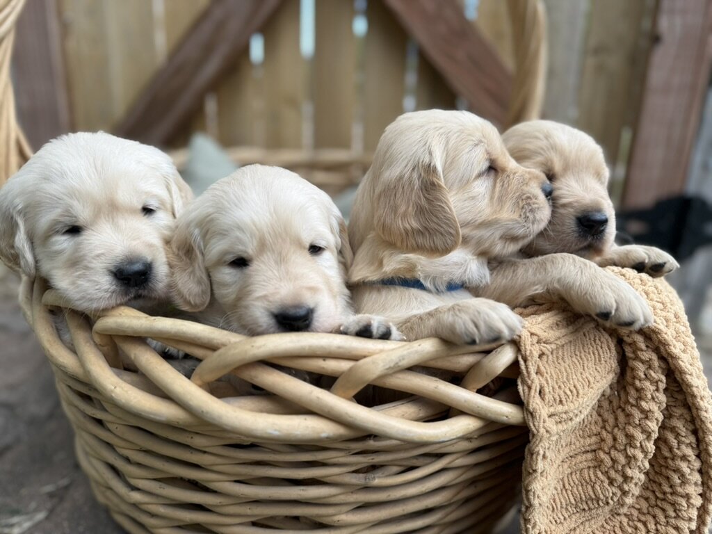 AKC Registered Golden Retriever Puppy Male image 3