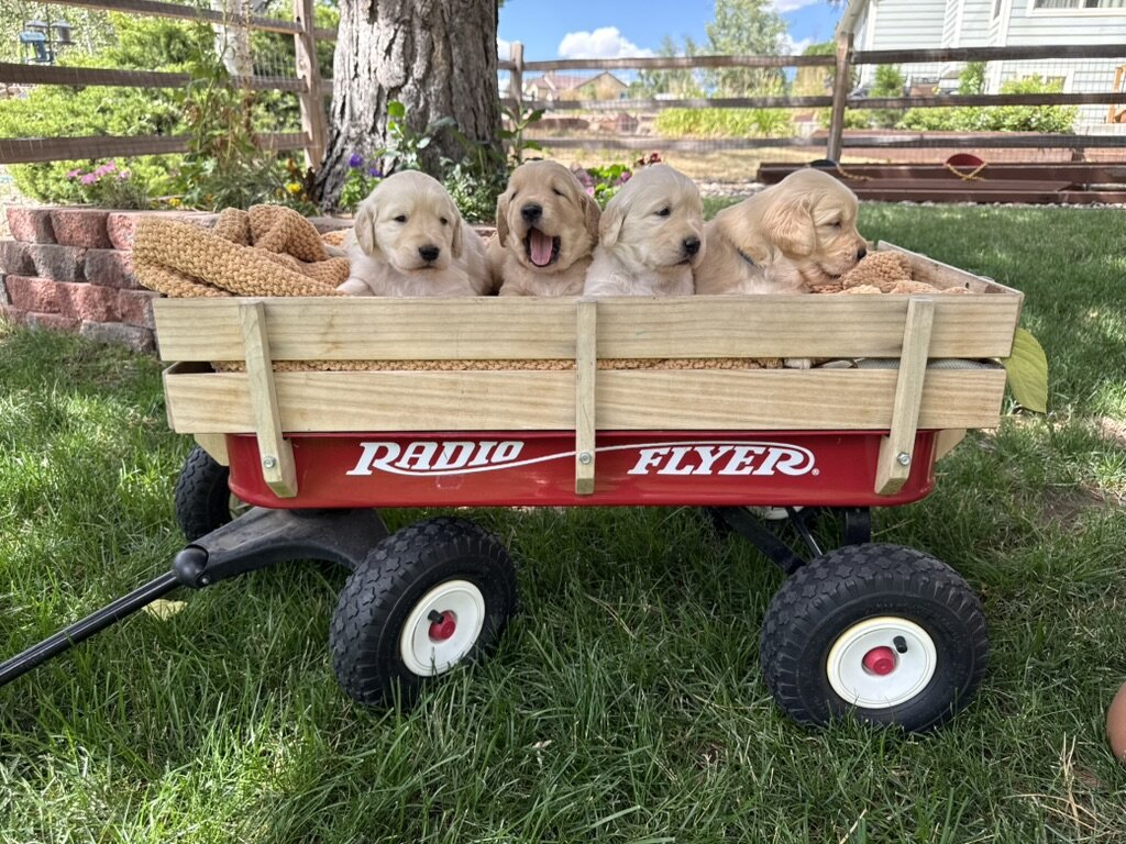 AKC Registered Golden Retriever Puppy Male image 1