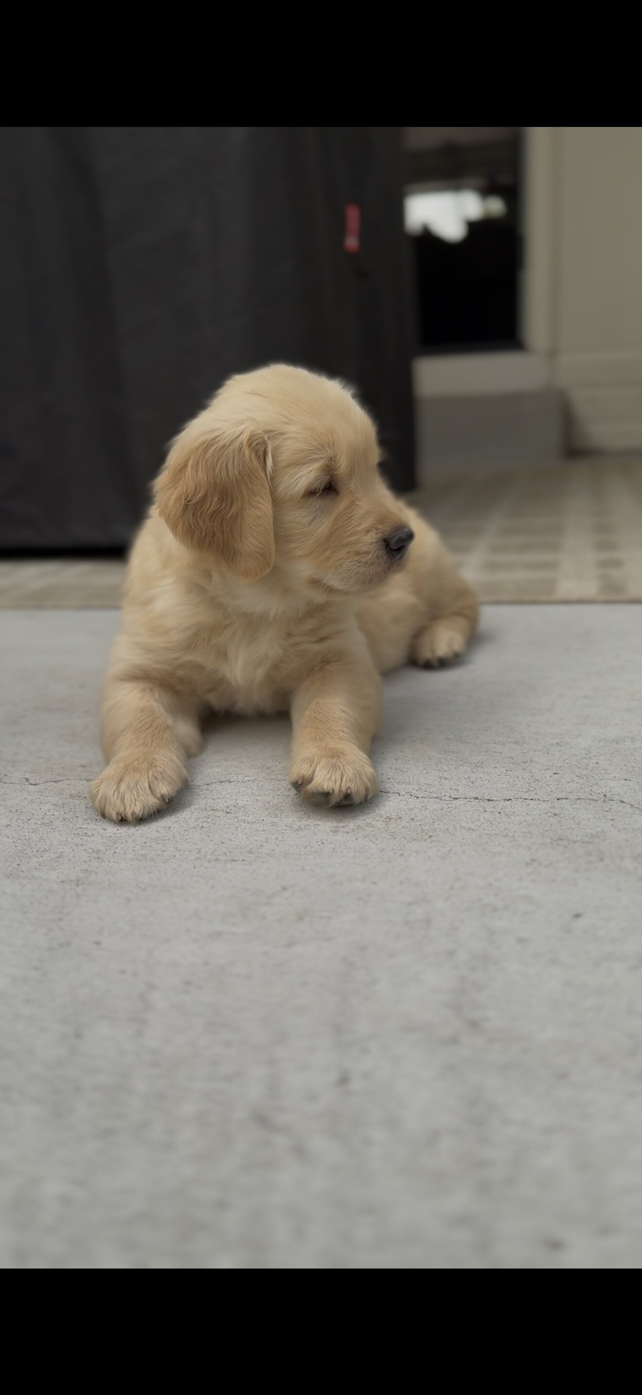 AKC Registered Golden Retriever Puppy Male image 4