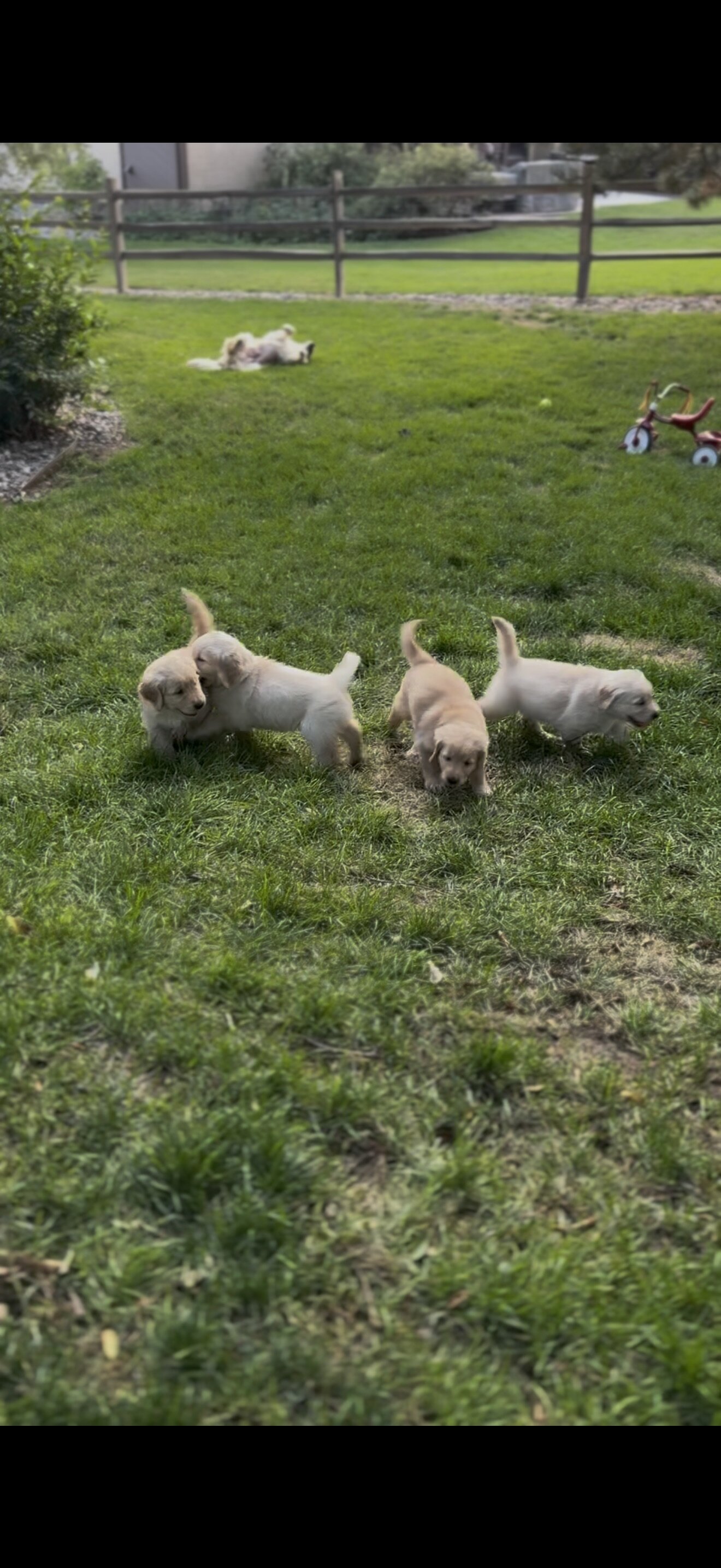 AKC Registered Golden Retriever Puppy Male image 2