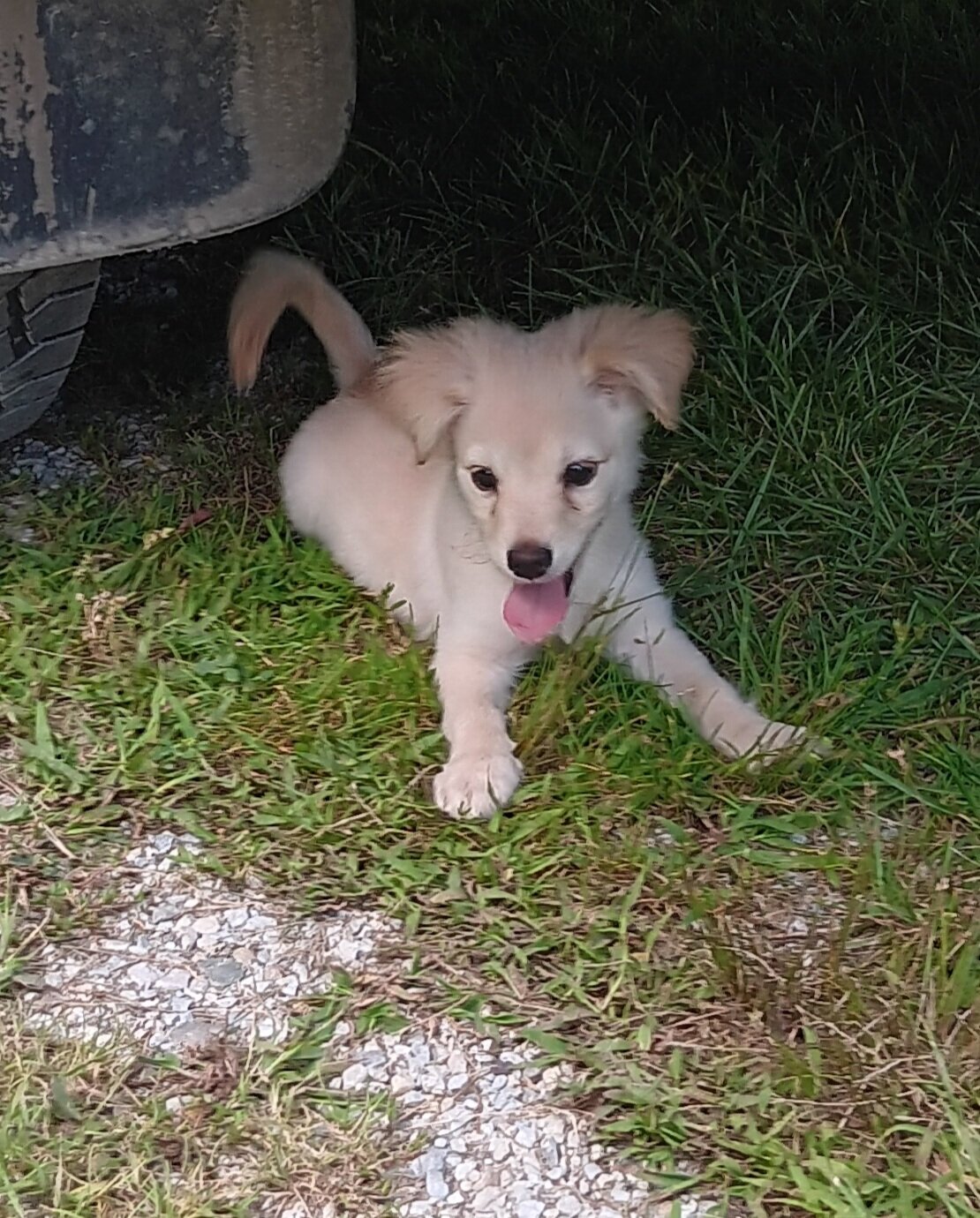 Chihuahua Pomeranian puppies image 1