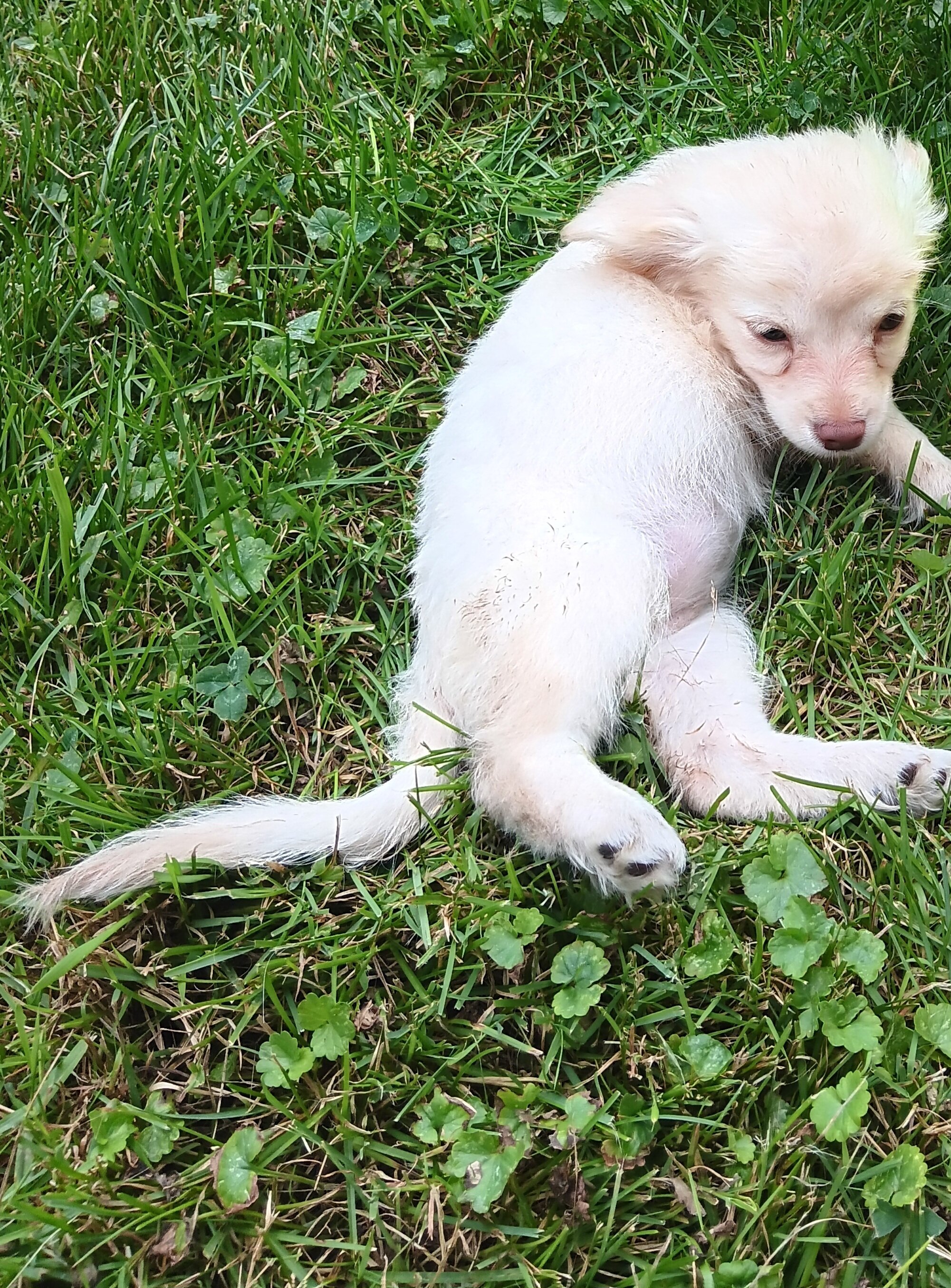 Chihuahua Pomeranian puppies image 3